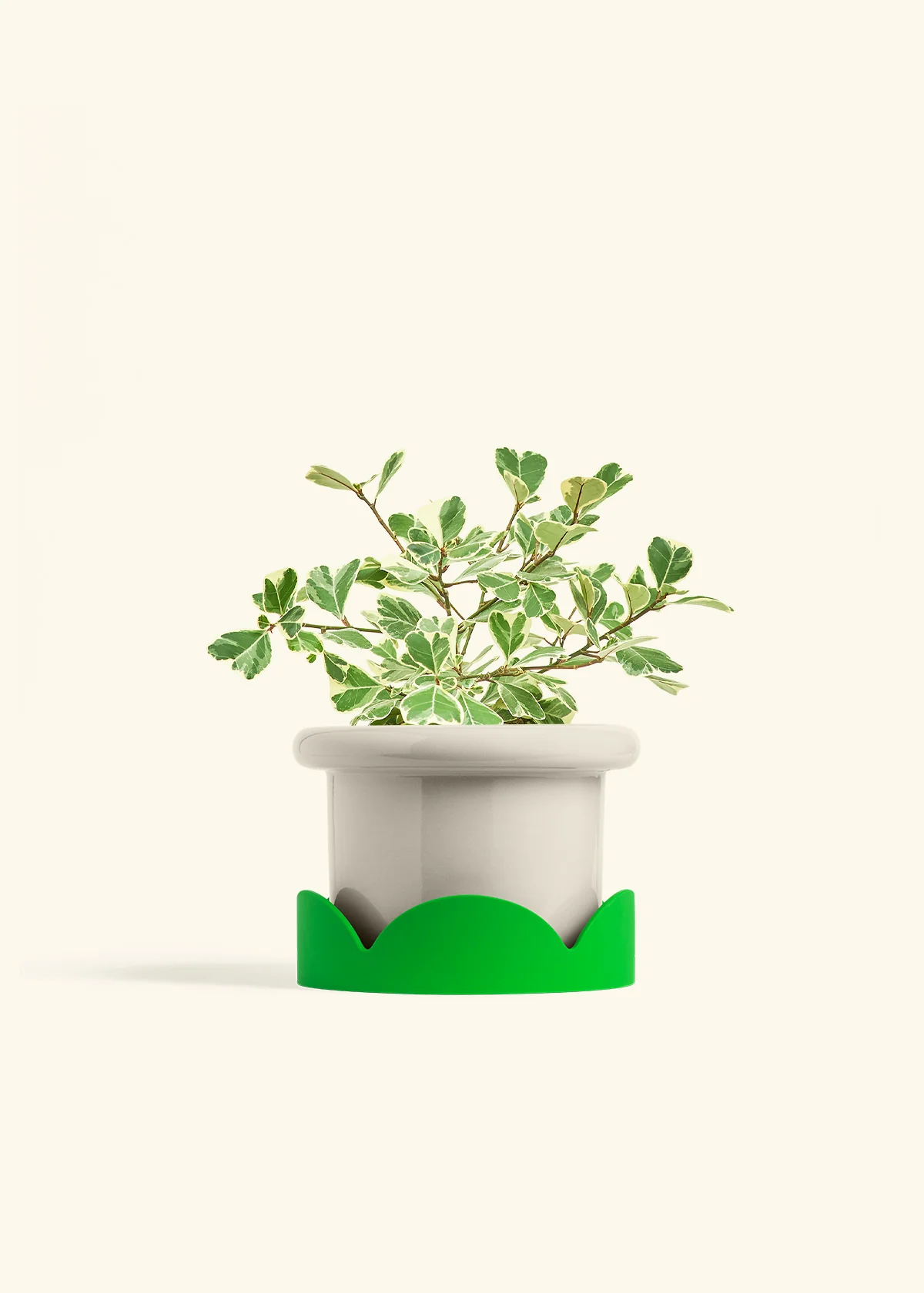 Variegated Triangle Ficus - Image 54