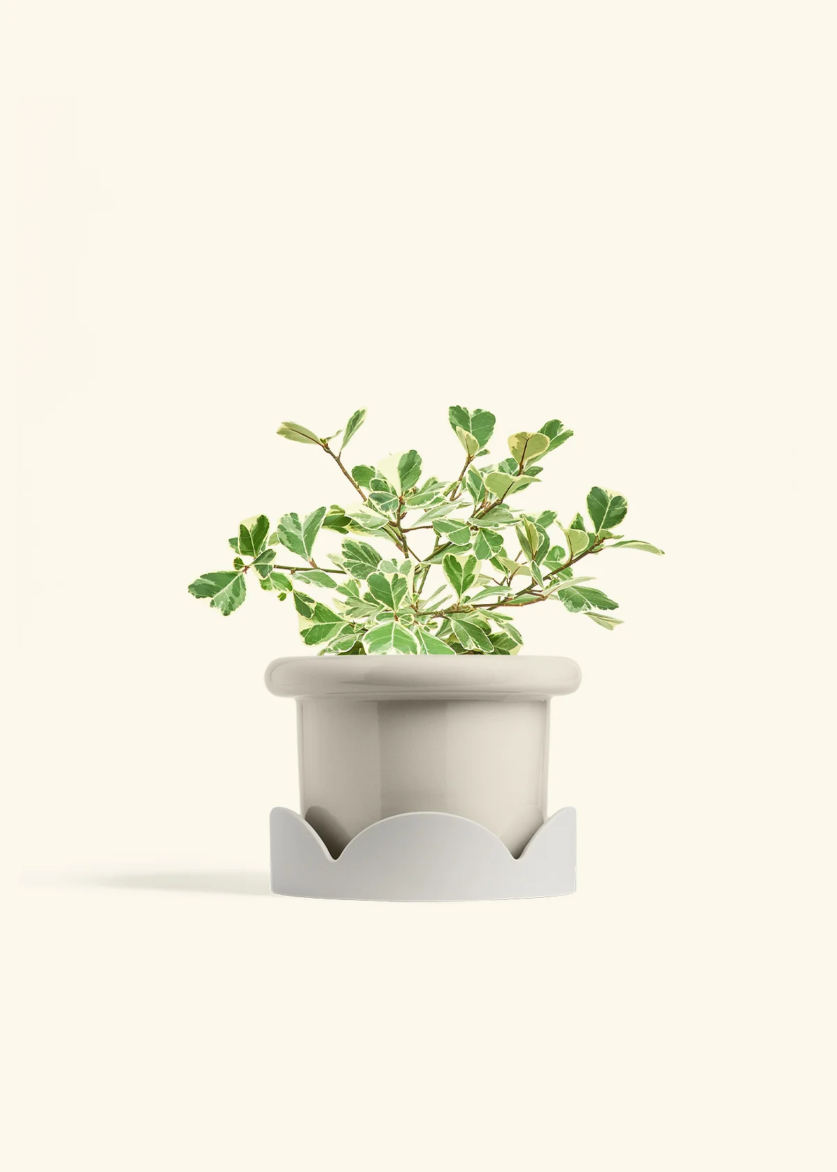 Variegated Triangle Ficus - Image 55