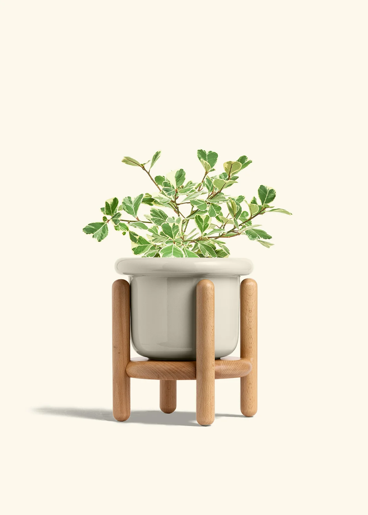 Variegated Triangle Ficus - Image 56