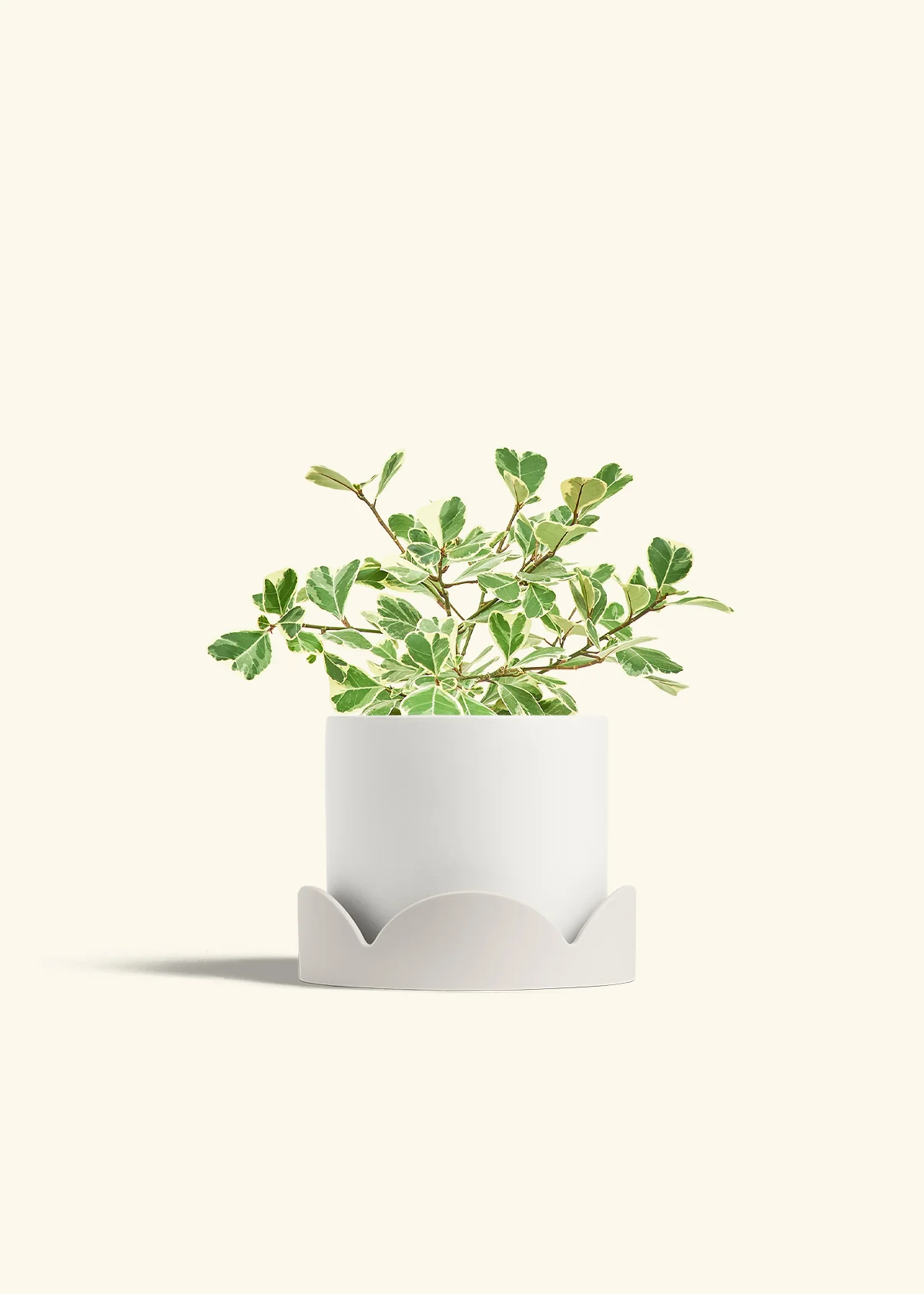 Variegated Triangle Ficus - Image 58
