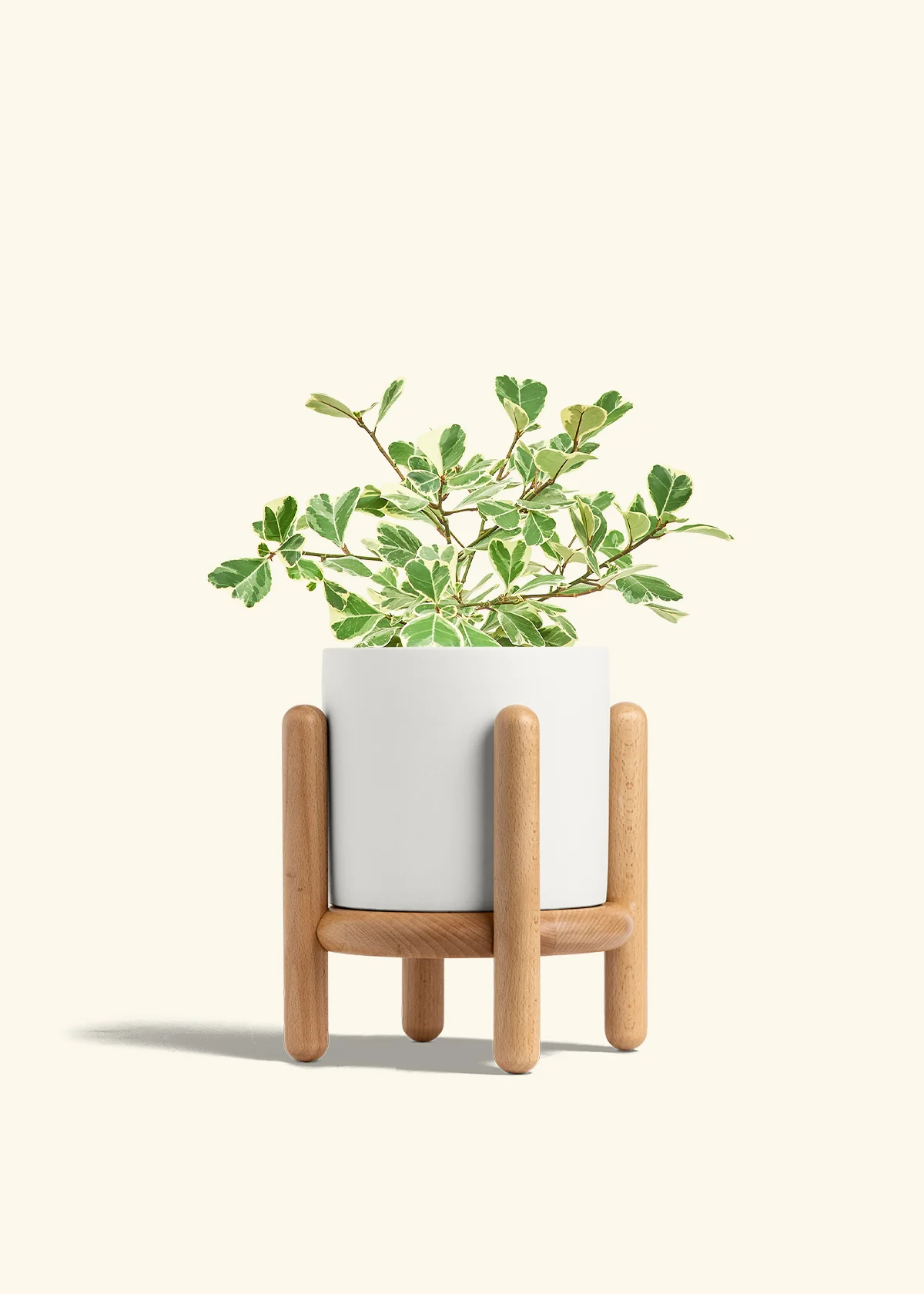 Variegated Triangle Ficus - Image 59