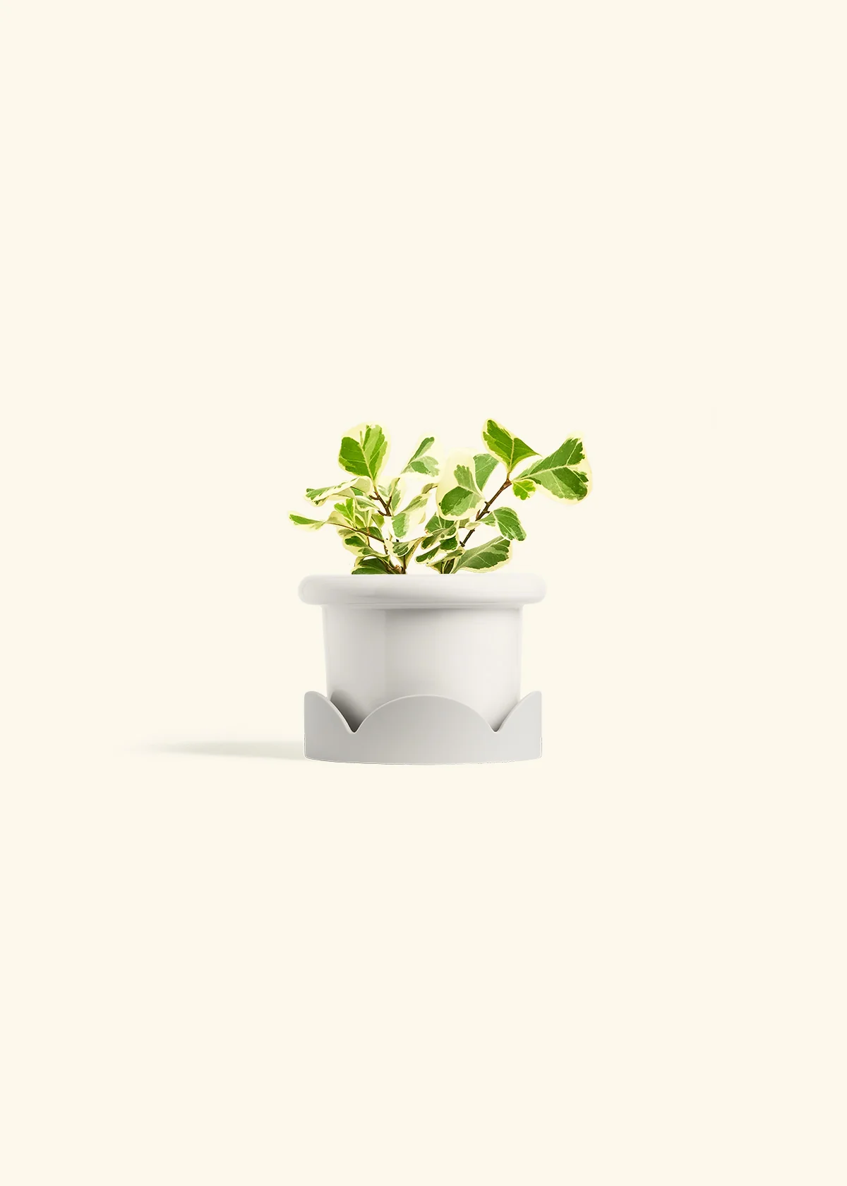 Variegated Triangle Ficus - Image 6