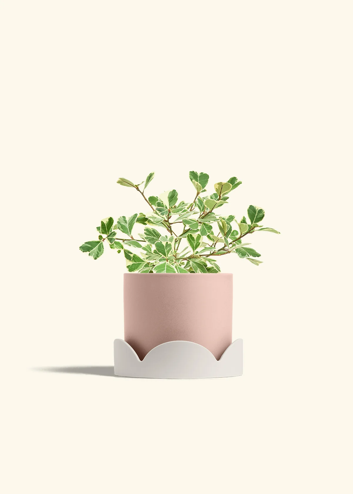 Variegated Triangle Ficus - Image 61