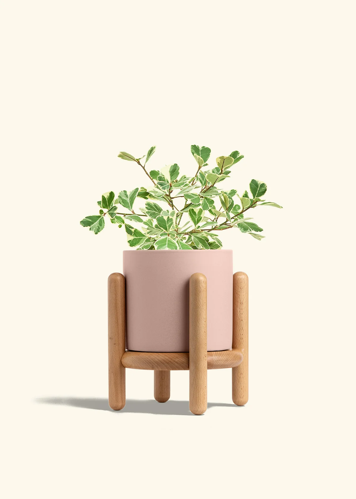 Variegated Triangle Ficus - Image 62