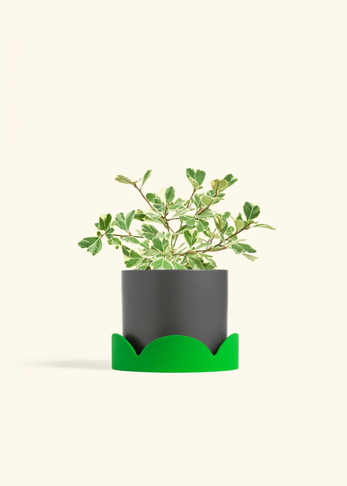 Variegated Triangle Ficus - Image 63