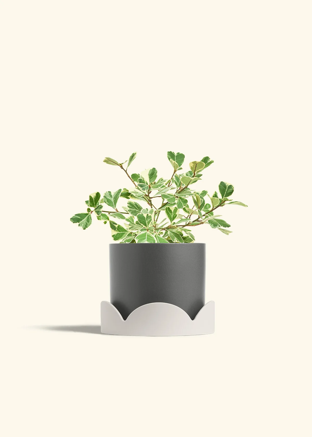Variegated Triangle Ficus - Image 64
