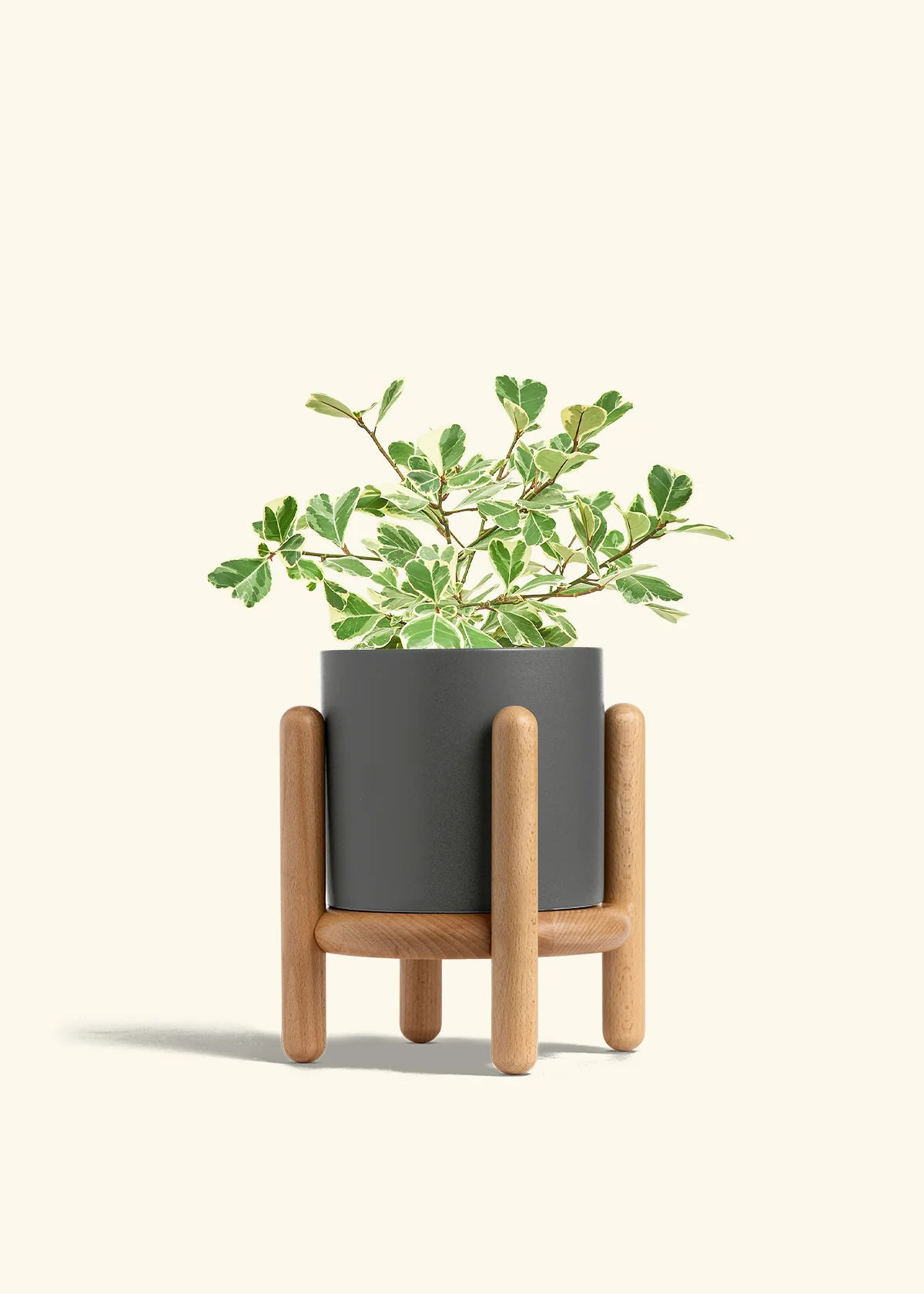 Variegated Triangle Ficus - Image 65