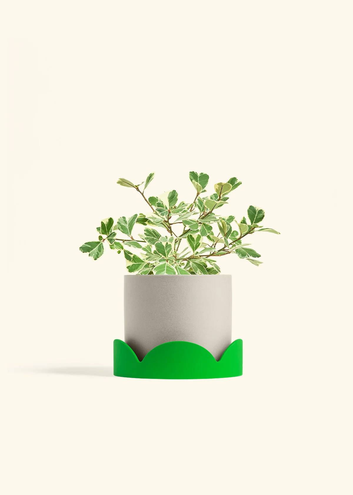 Variegated Triangle Ficus - Image 66