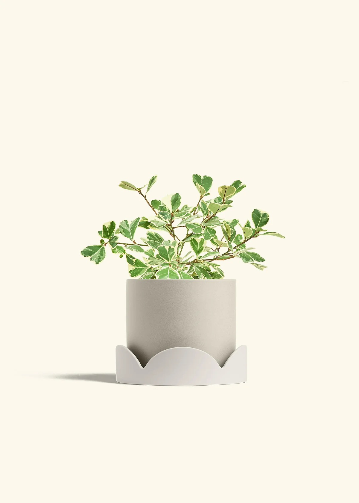 Variegated Triangle Ficus - Image 67