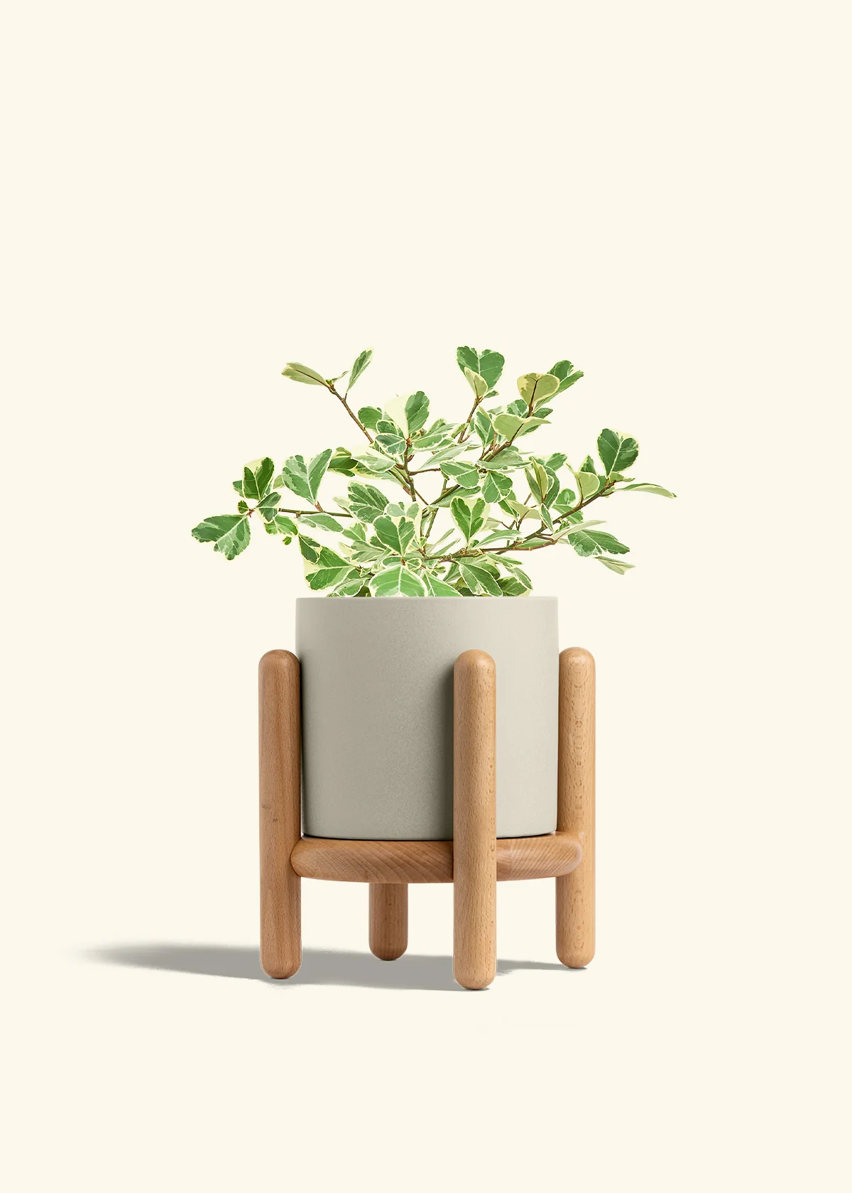 Variegated Triangle Ficus - Image 68