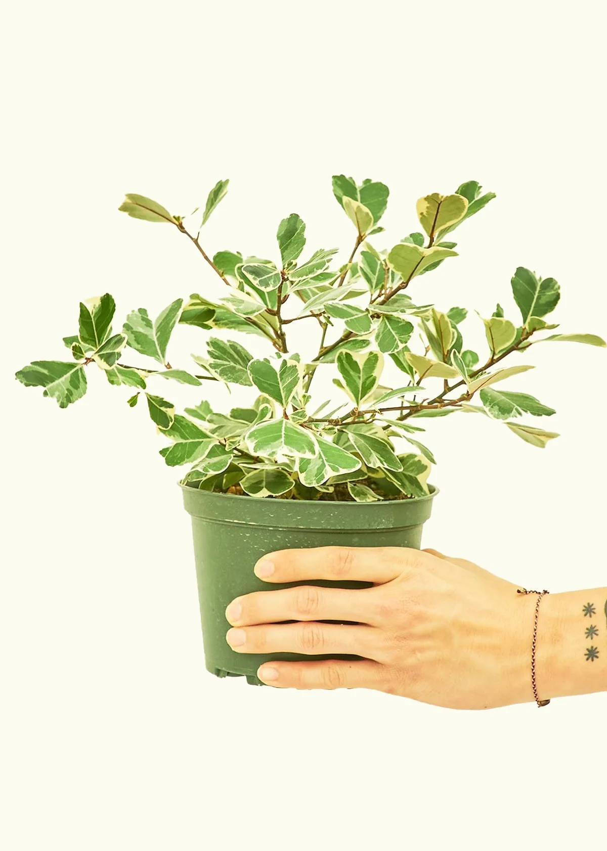 Variegated Triangle Ficus - Image 69