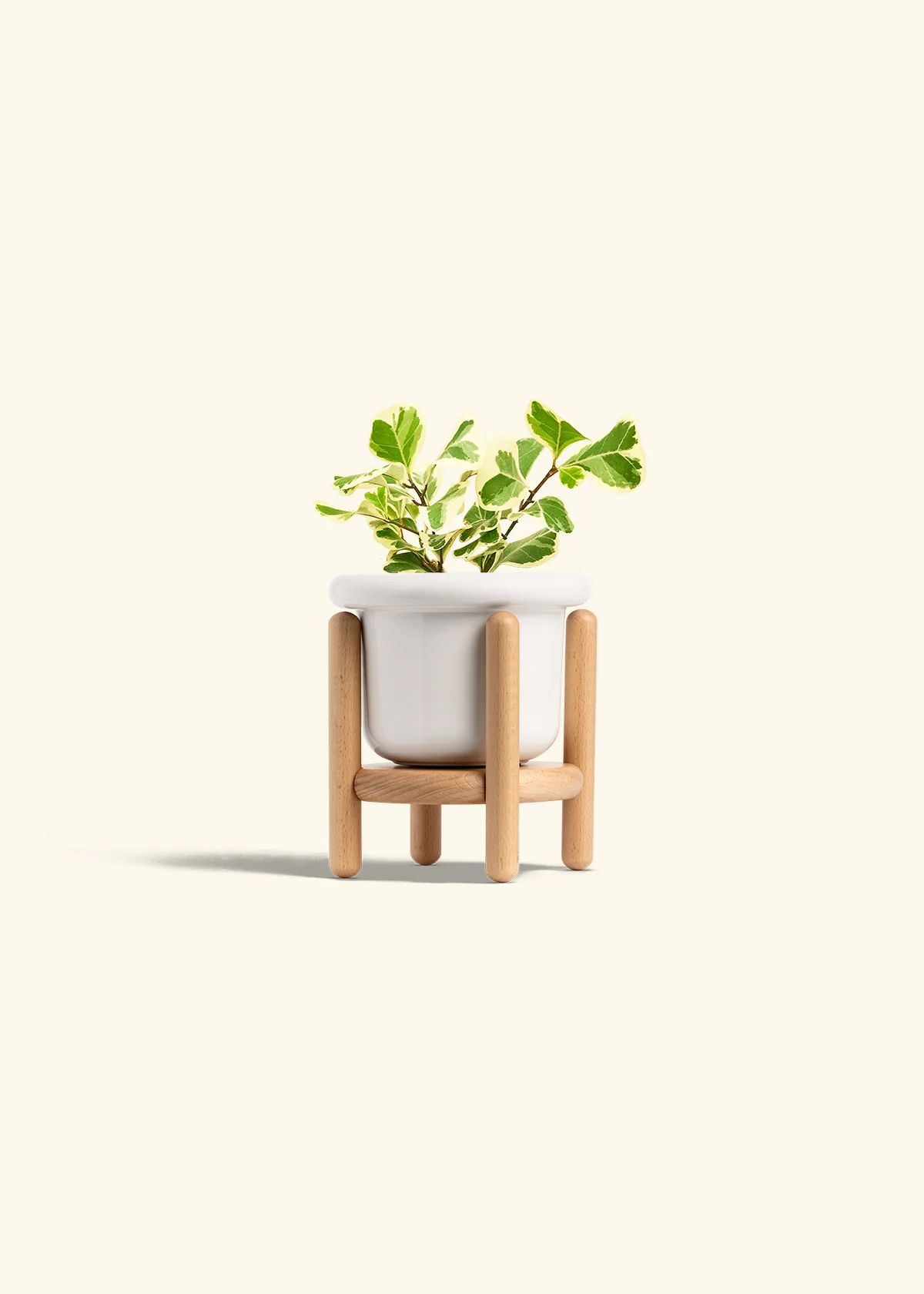 Variegated Triangle Ficus - Image 7