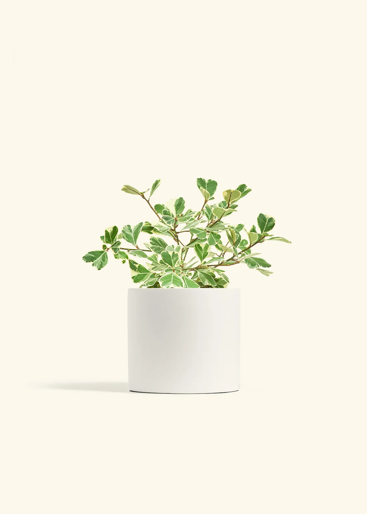 Variegated Triangle Ficus - Image 70