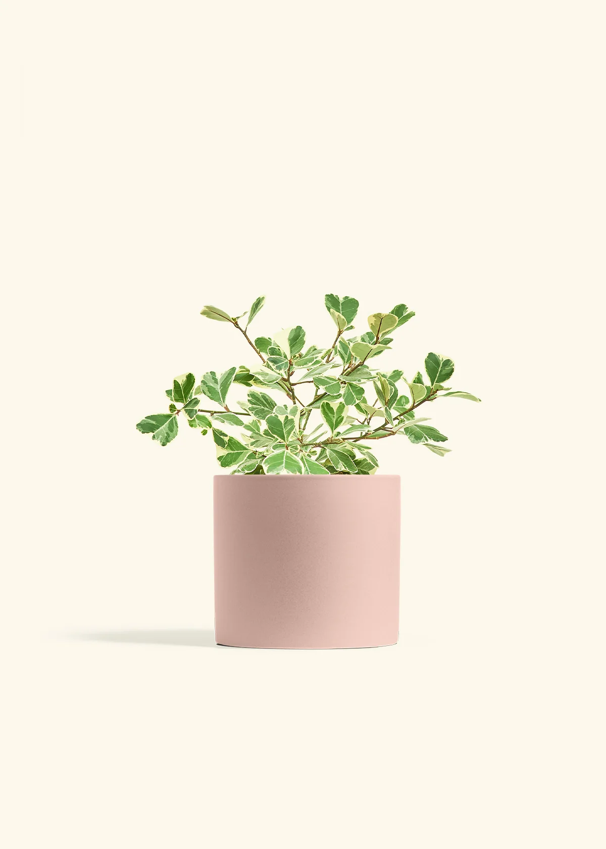 Variegated Triangle Ficus - Image 71