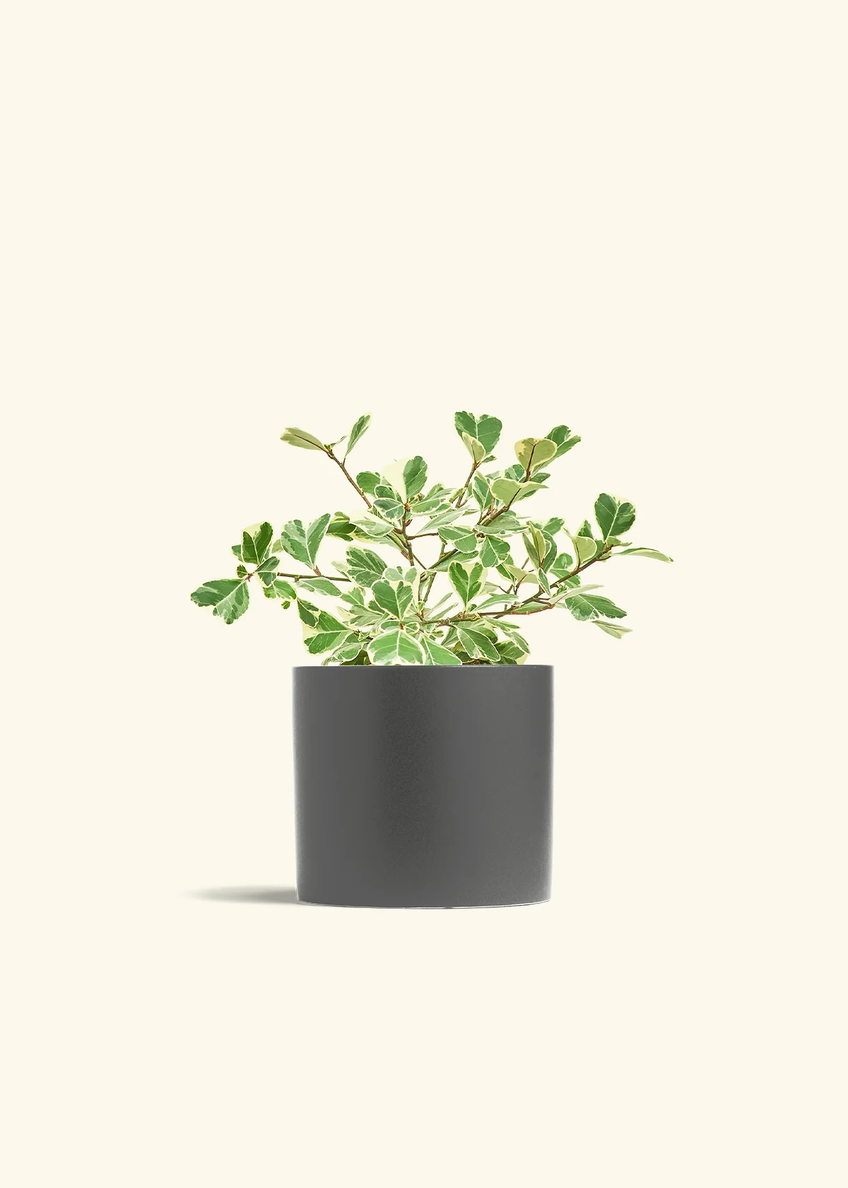 Variegated Triangle Ficus - Image 72