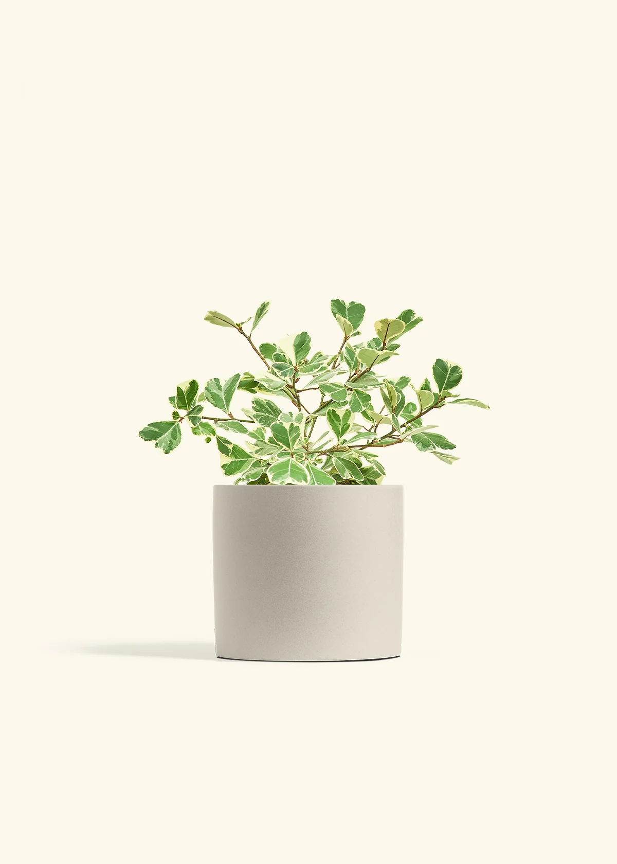 Variegated Triangle Ficus - Image 73
