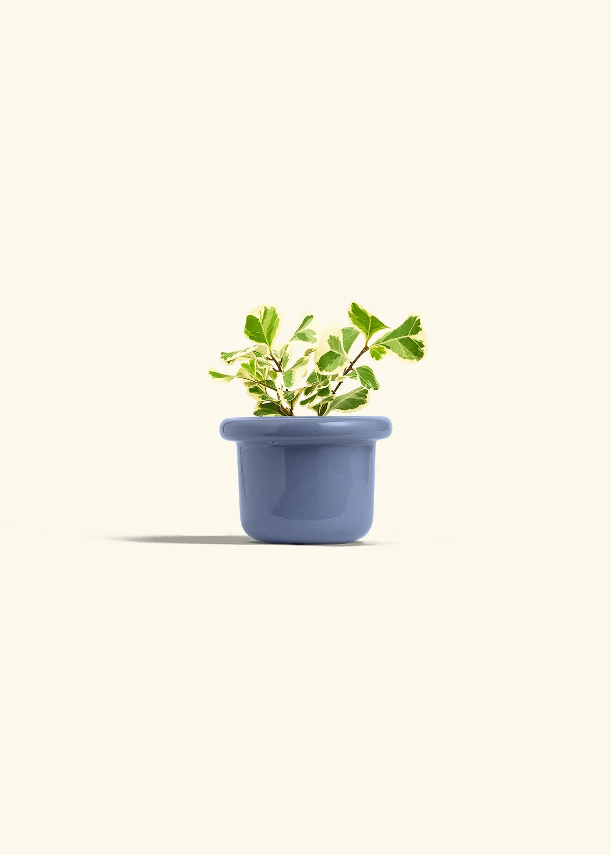 Variegated Triangle Ficus - Image 8