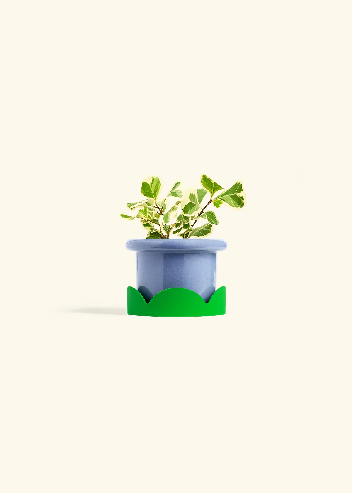 Variegated Triangle Ficus - Image 9