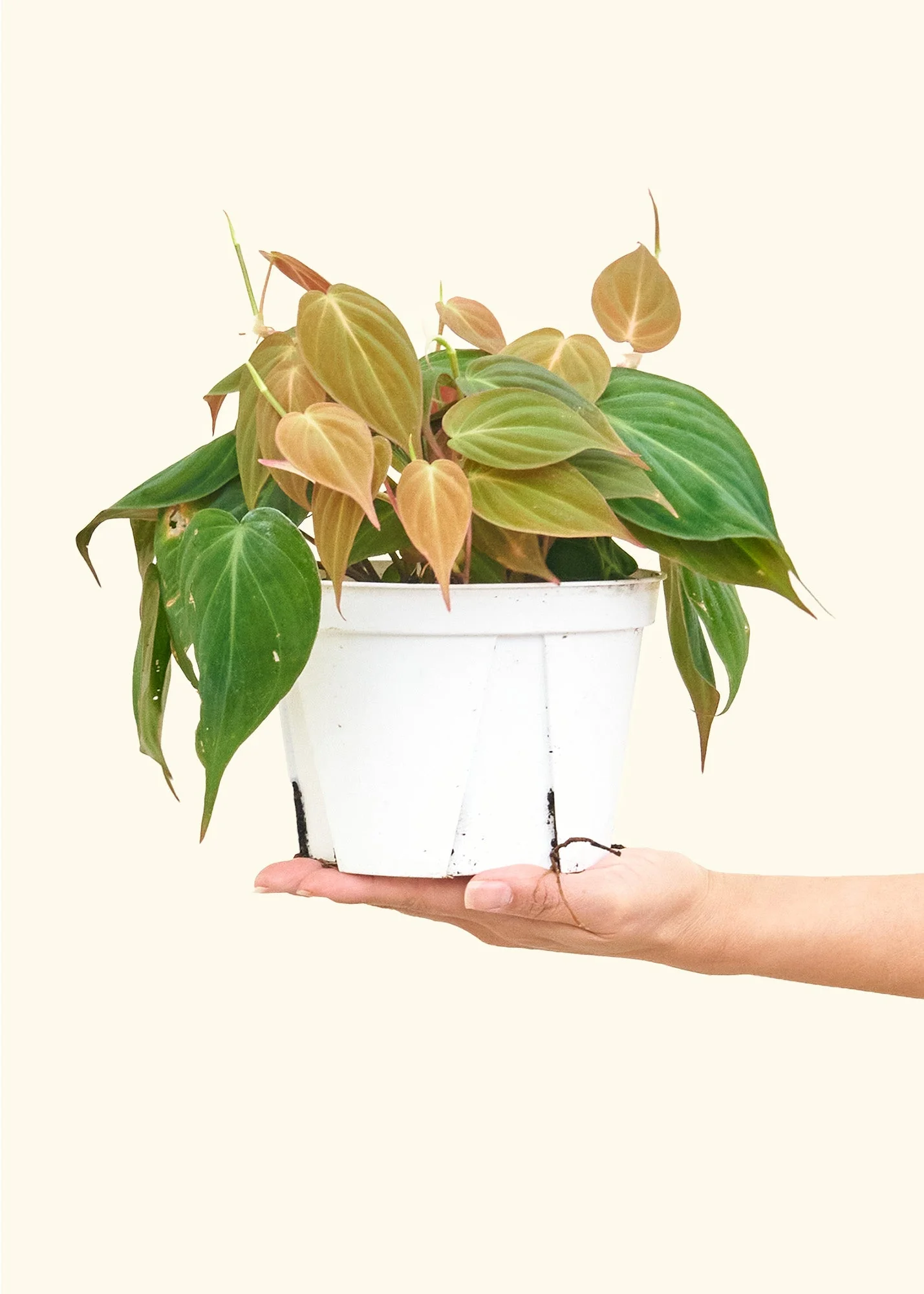 Velvet Leaf Philodendron - Image 10