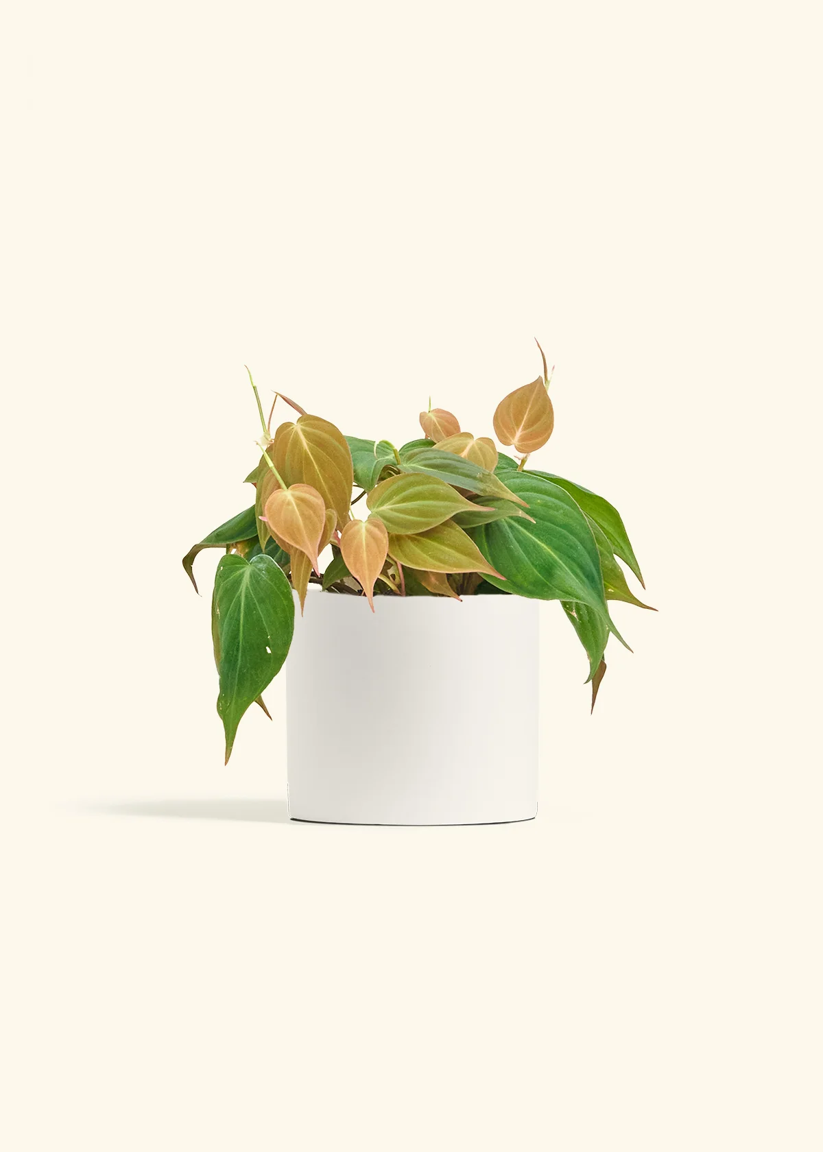 Velvet Leaf Philodendron - Image 11