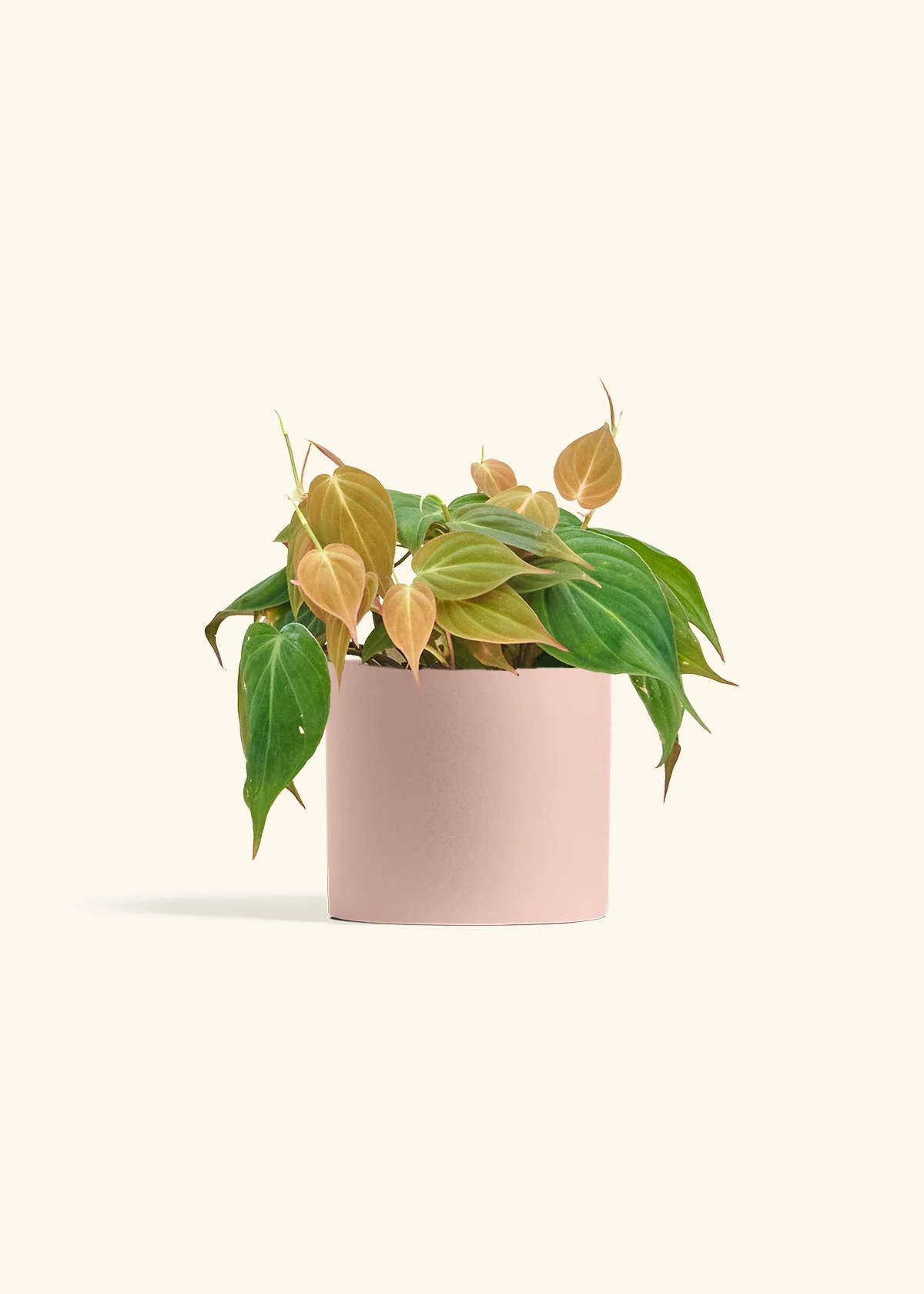 Velvet Leaf Philodendron - Image 12