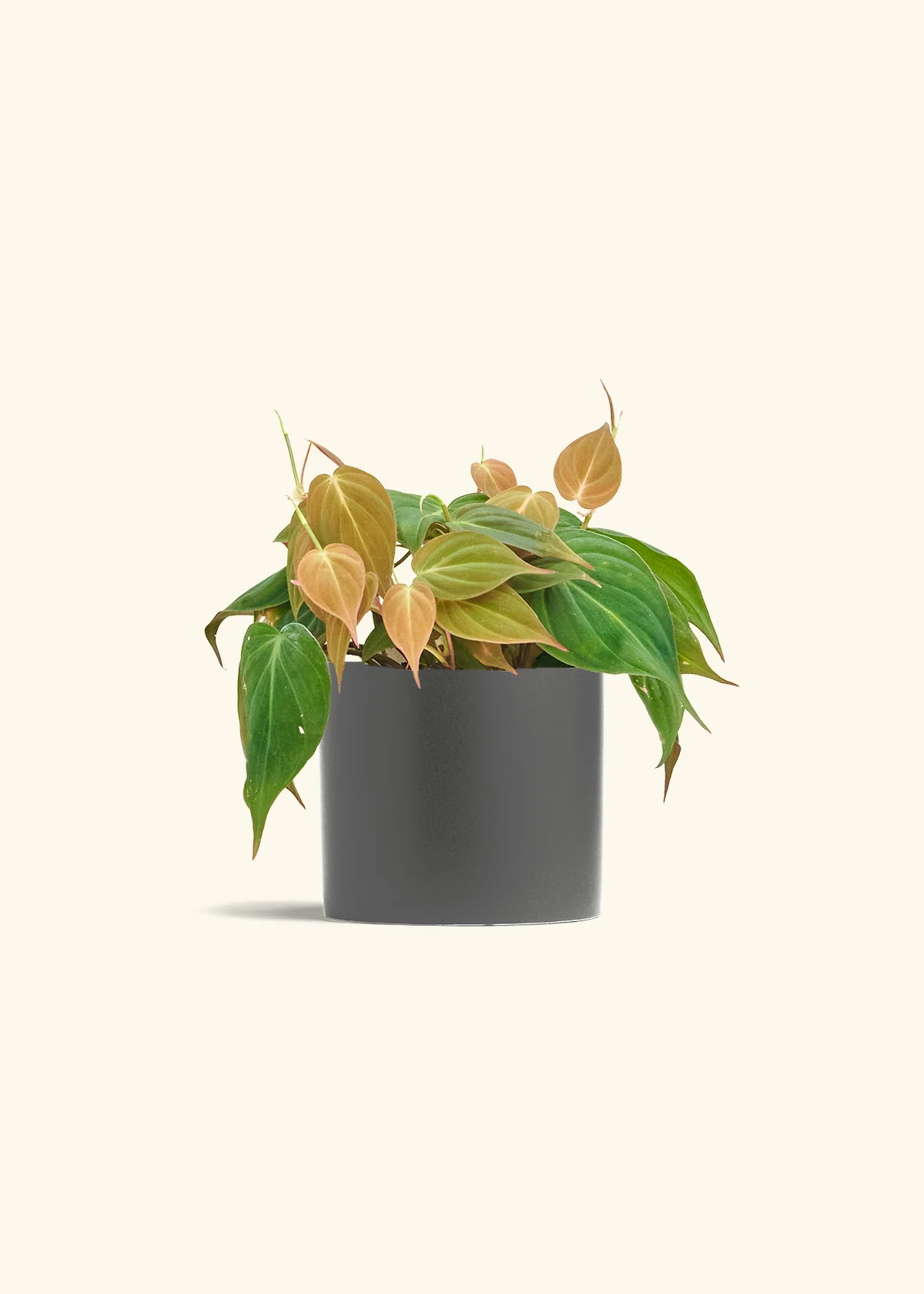Velvet Leaf Philodendron - Image 13