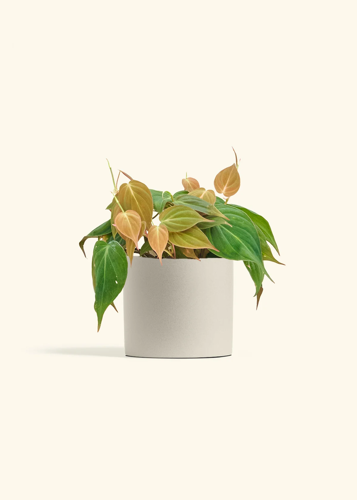 Velvet Leaf Philodendron - Image 14