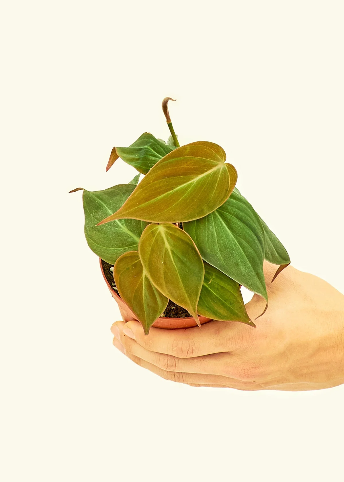 Velvet Leaf Philodendron - Image 3