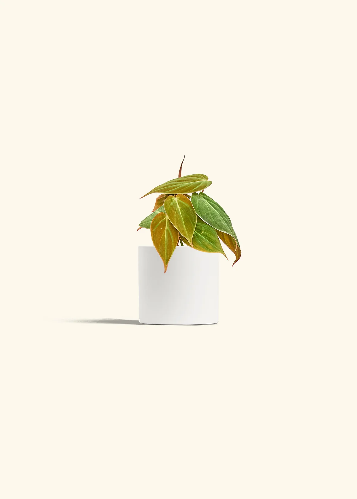 Velvet Leaf Philodendron - Image 4