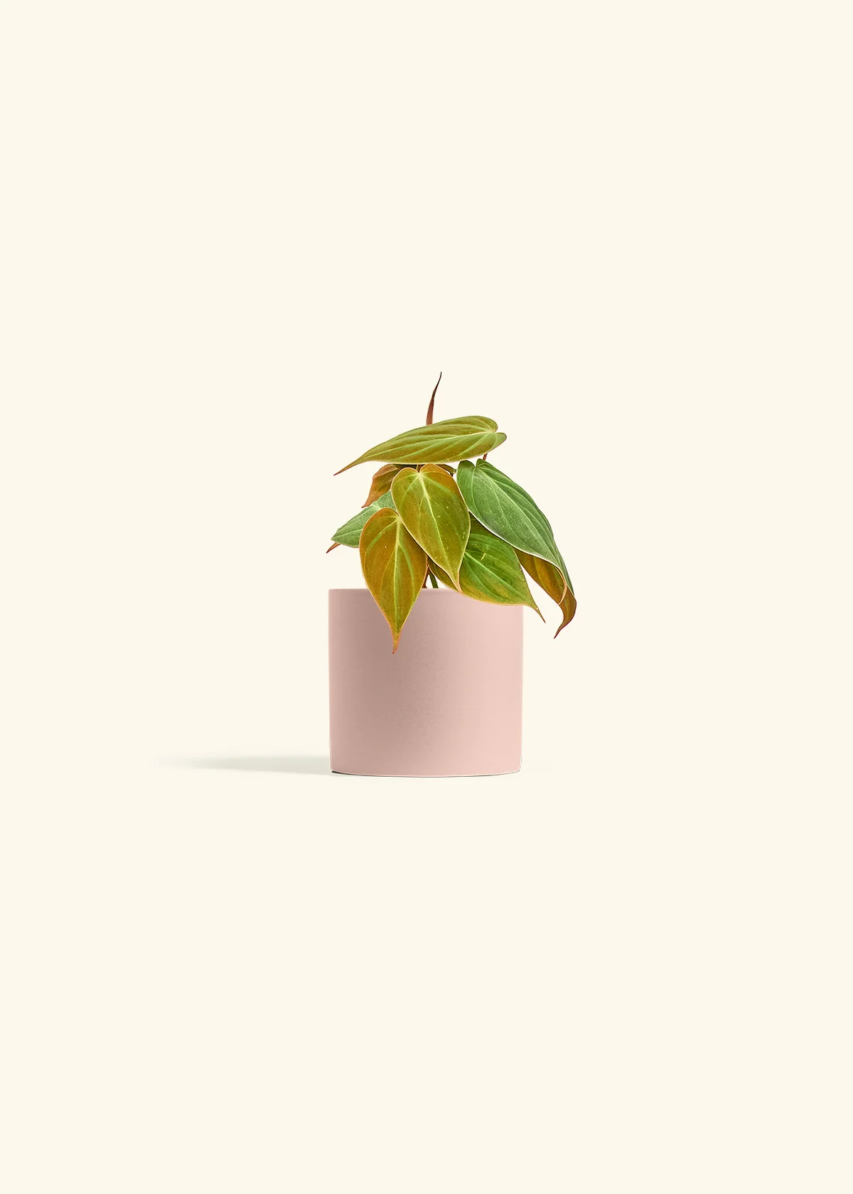 Velvet Leaf Philodendron - Image 5