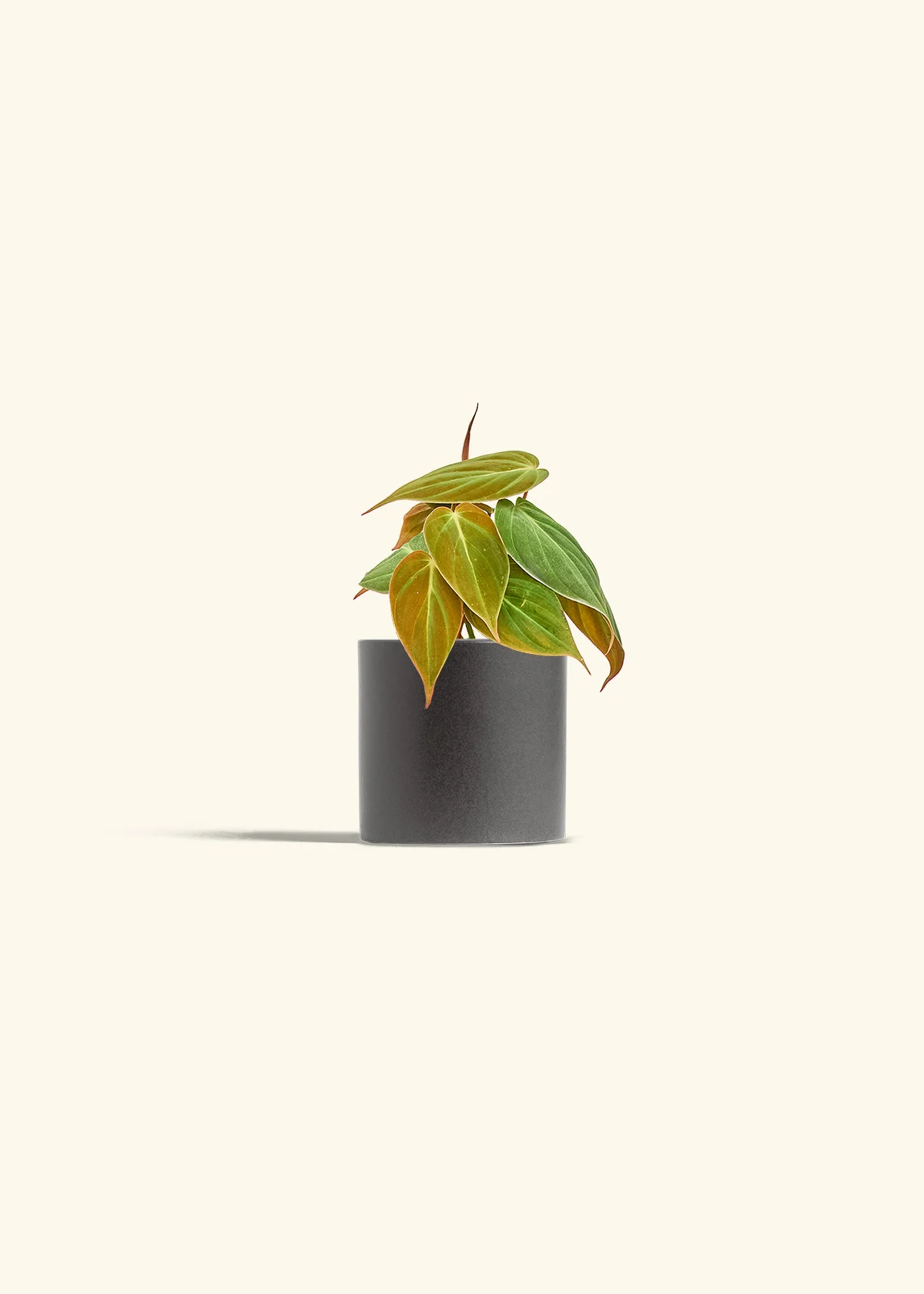 Velvet Leaf Philodendron - Image 6