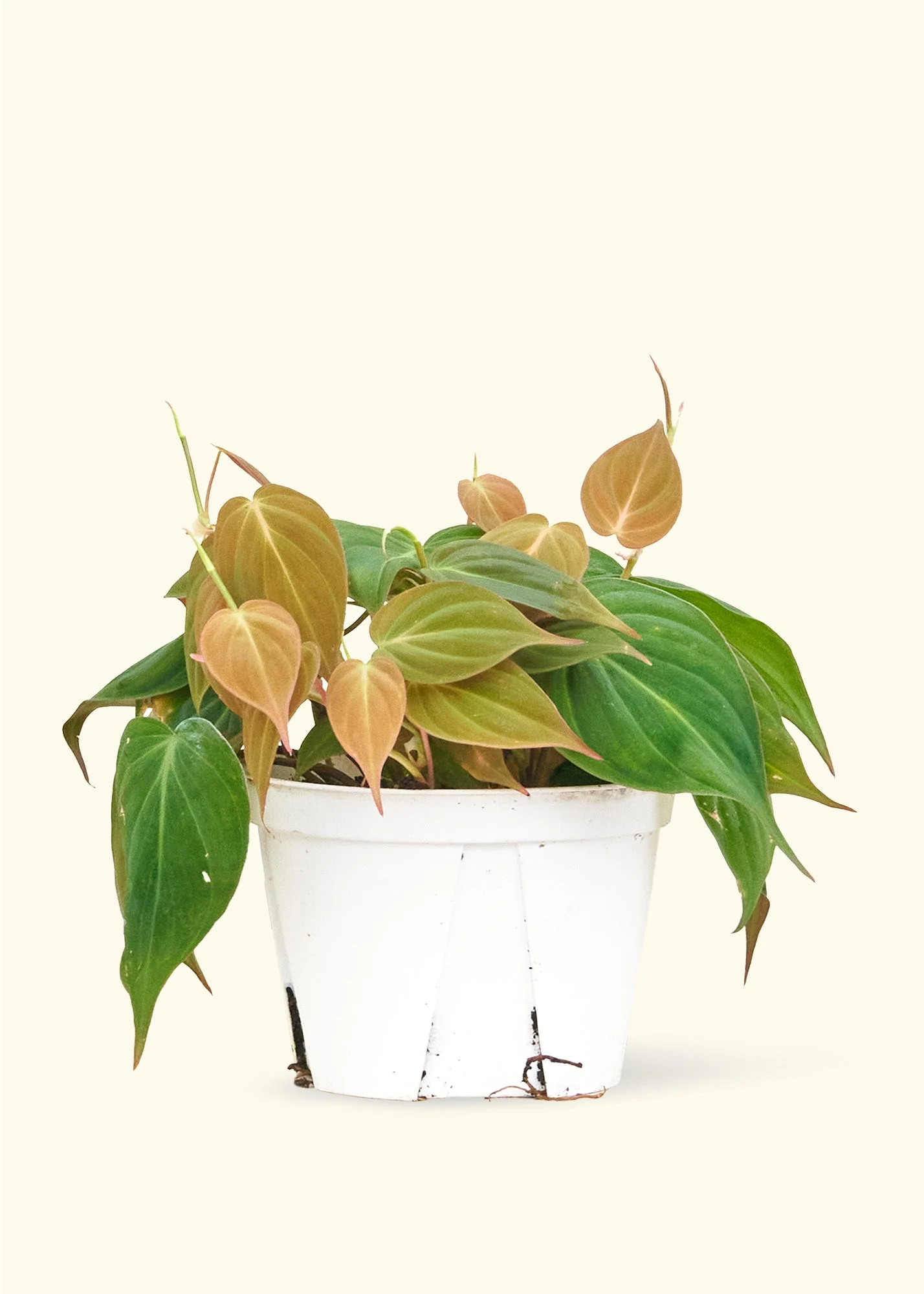 Velvet Leaf Philodendron - Image 8