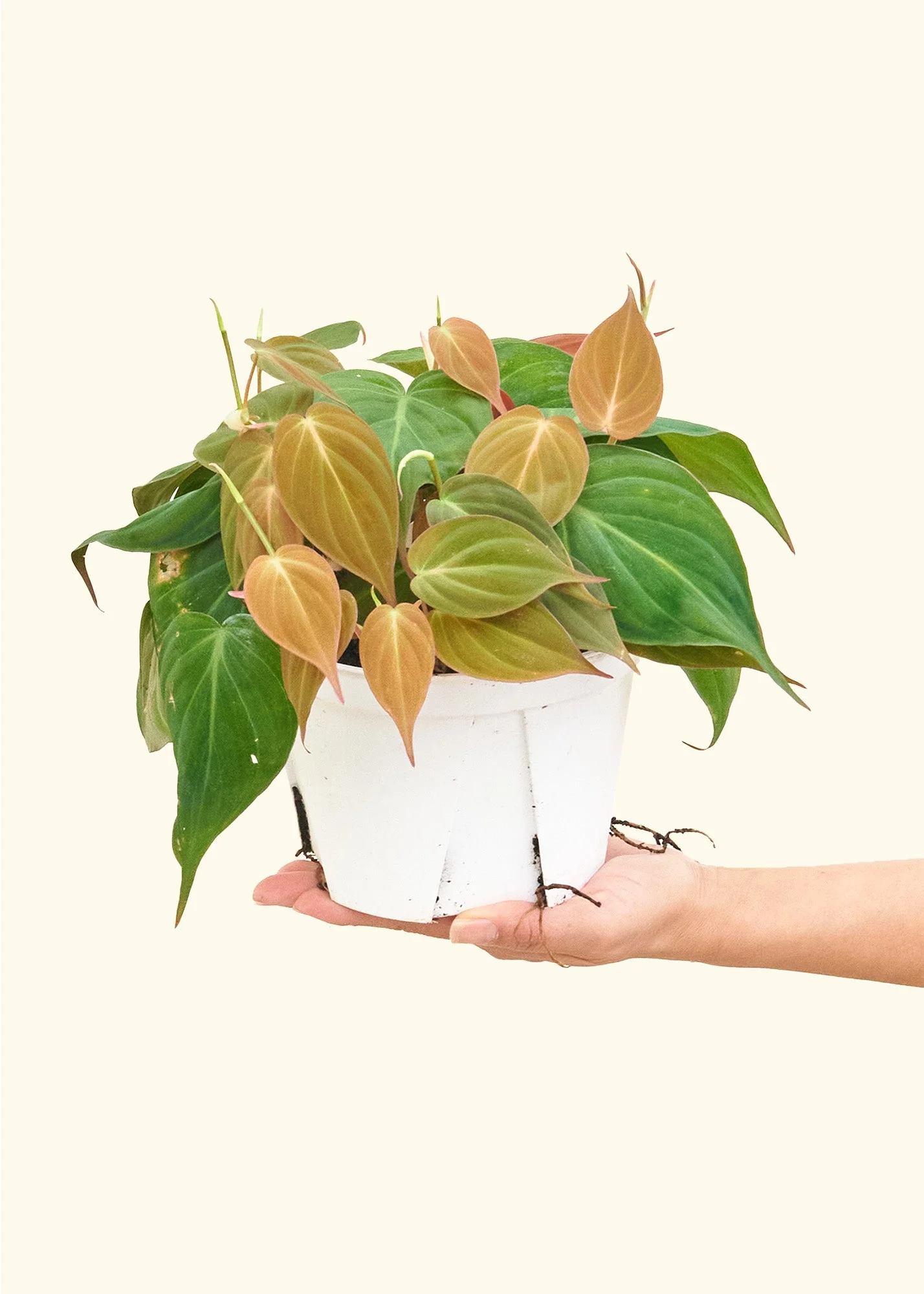 Velvet Leaf Philodendron - Image 9