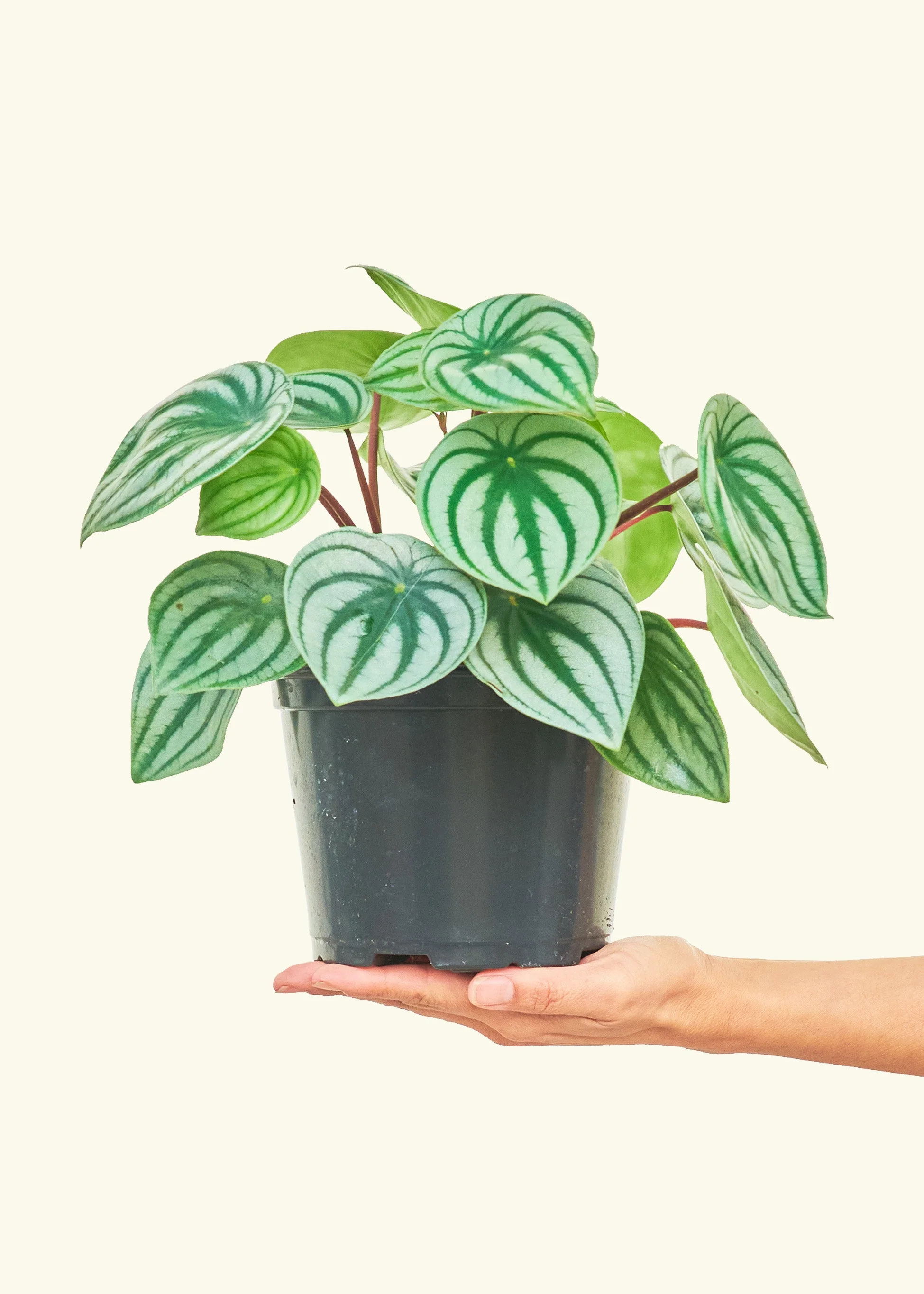Watermelon Peperomia - Image 10