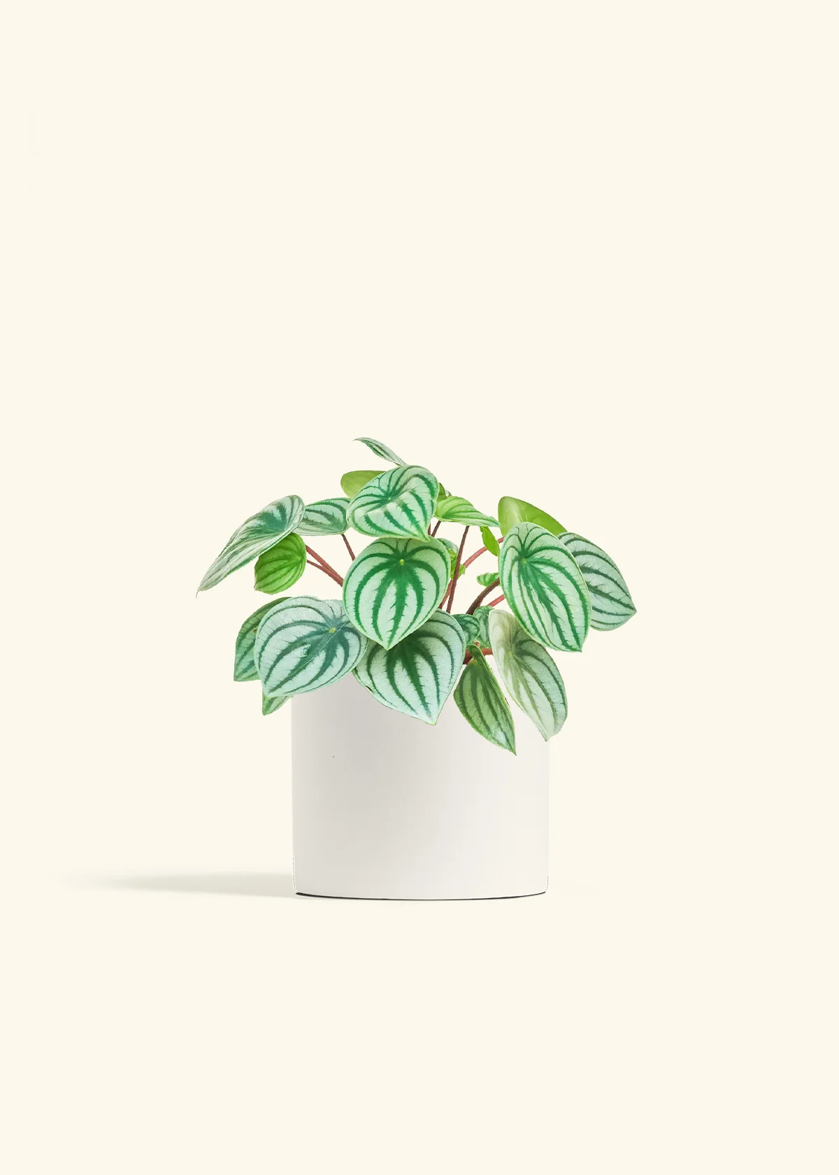 Watermelon Peperomia - Image 11