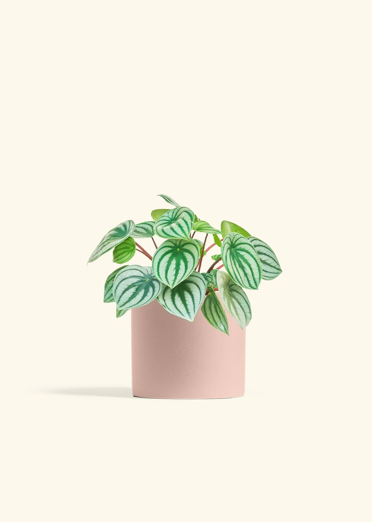 Watermelon Peperomia - Image 12