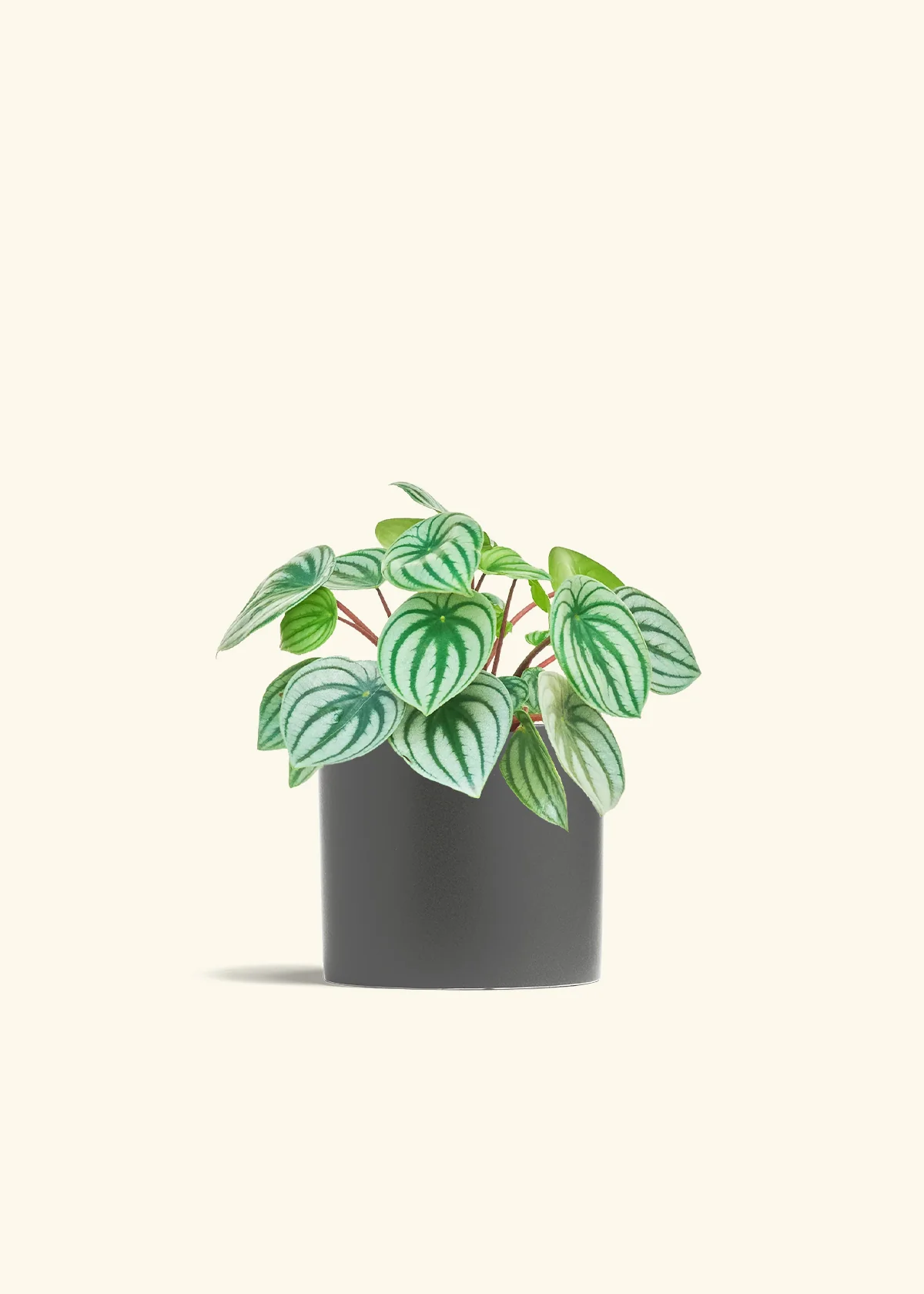 Watermelon Peperomia - Image 13