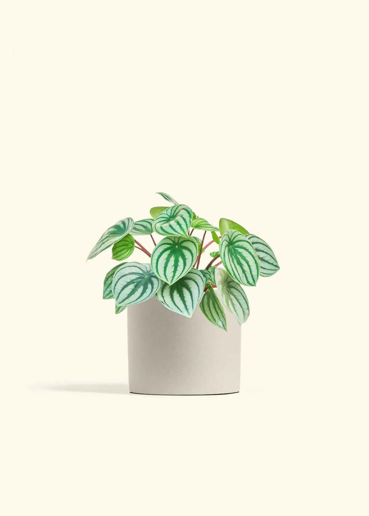 Watermelon Peperomia - Image 14