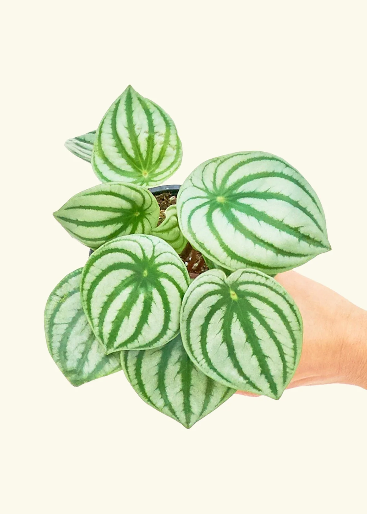 Watermelon Peperomia - Image 3