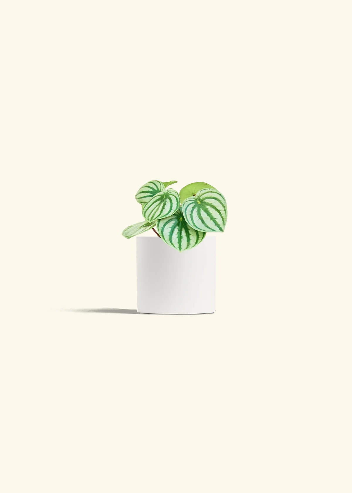 Watermelon Peperomia - Image 4