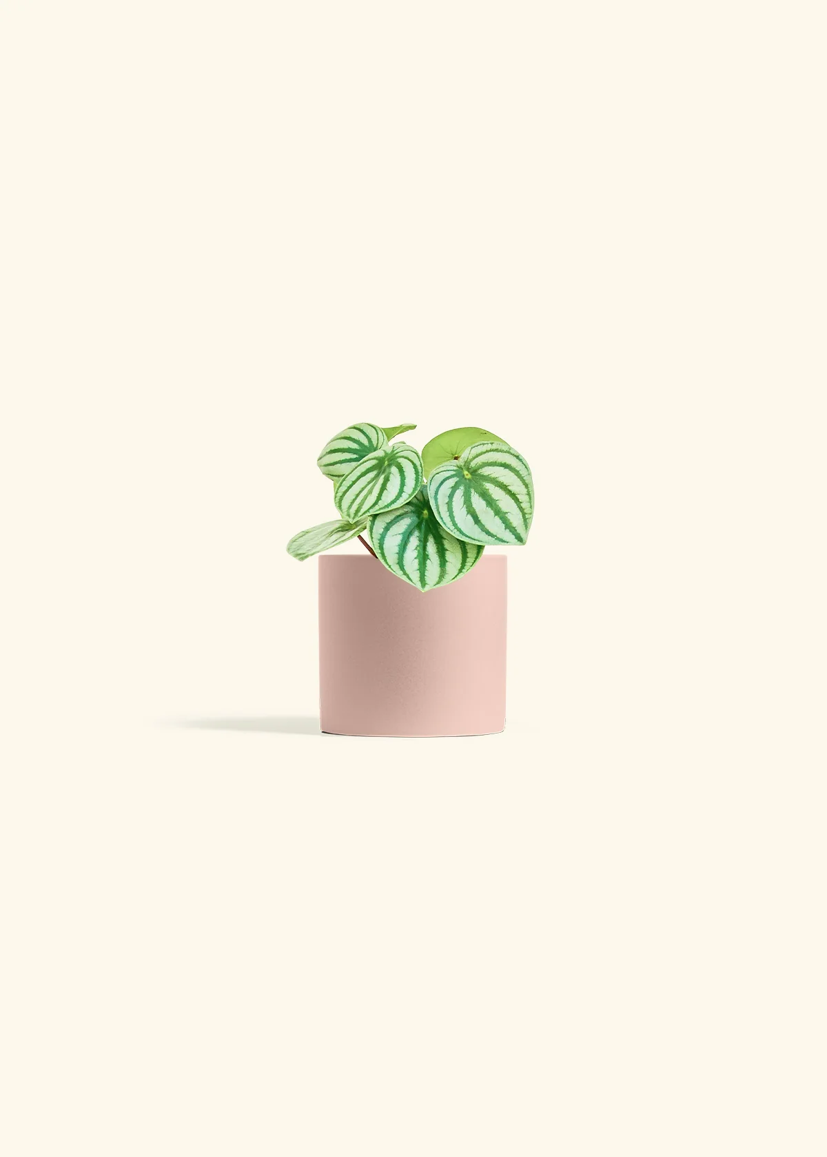 Watermelon Peperomia - Image 5