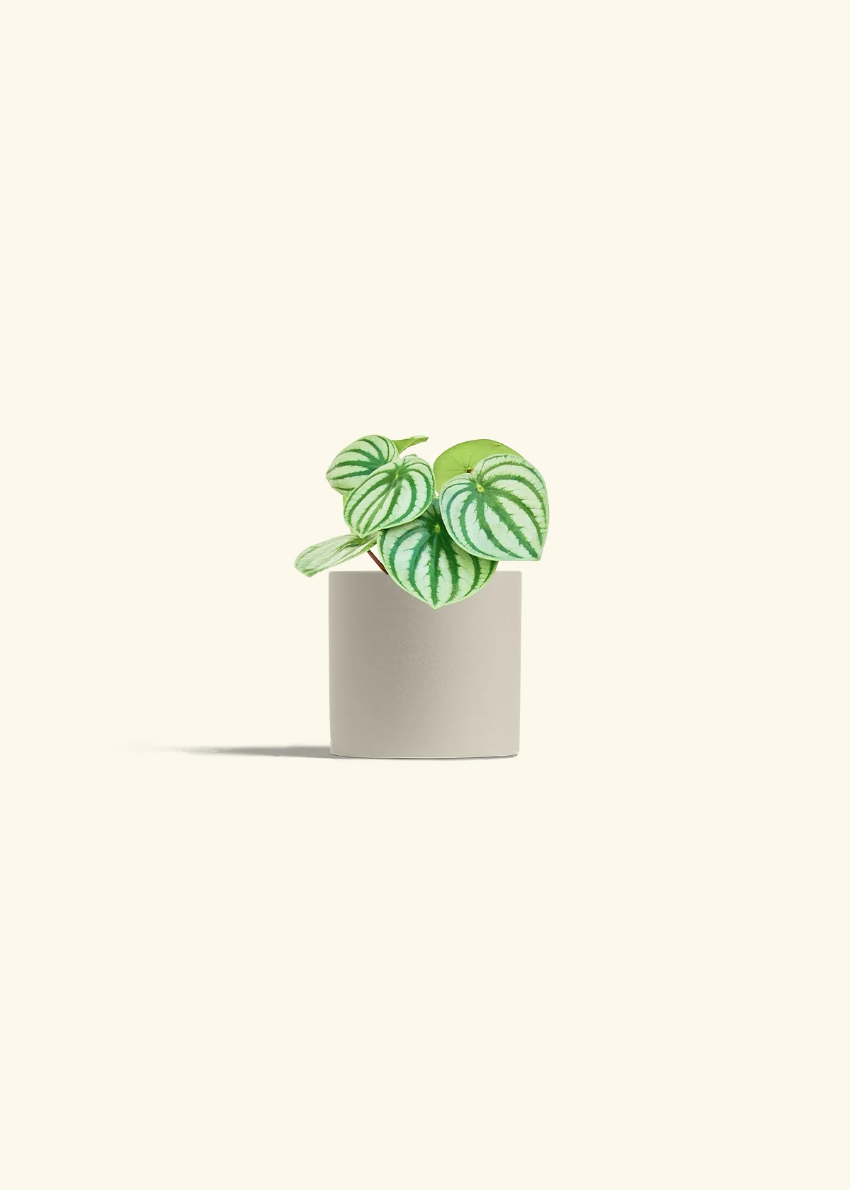 Watermelon Peperomia - Image 7