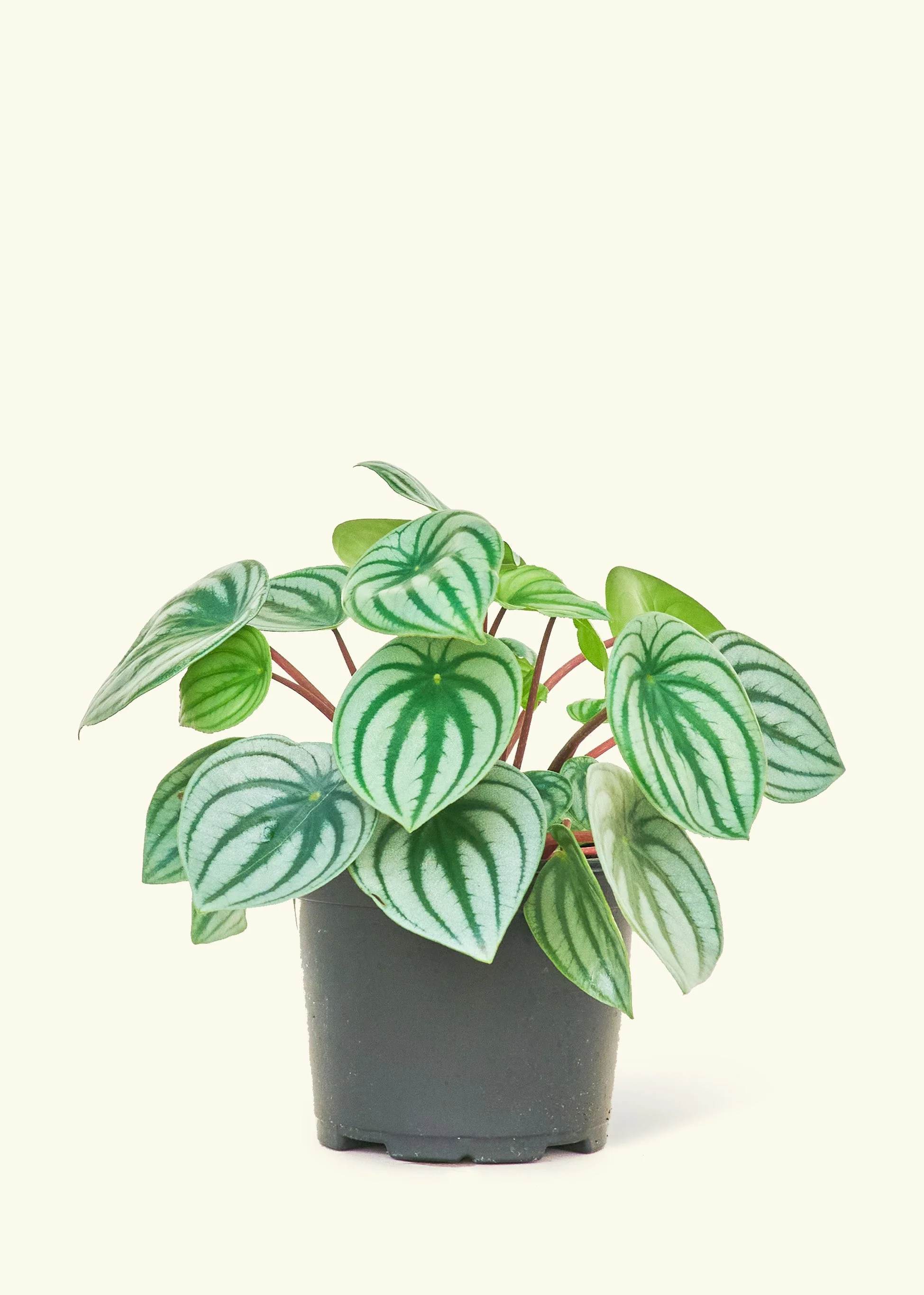 Watermelon Peperomia - Image 8