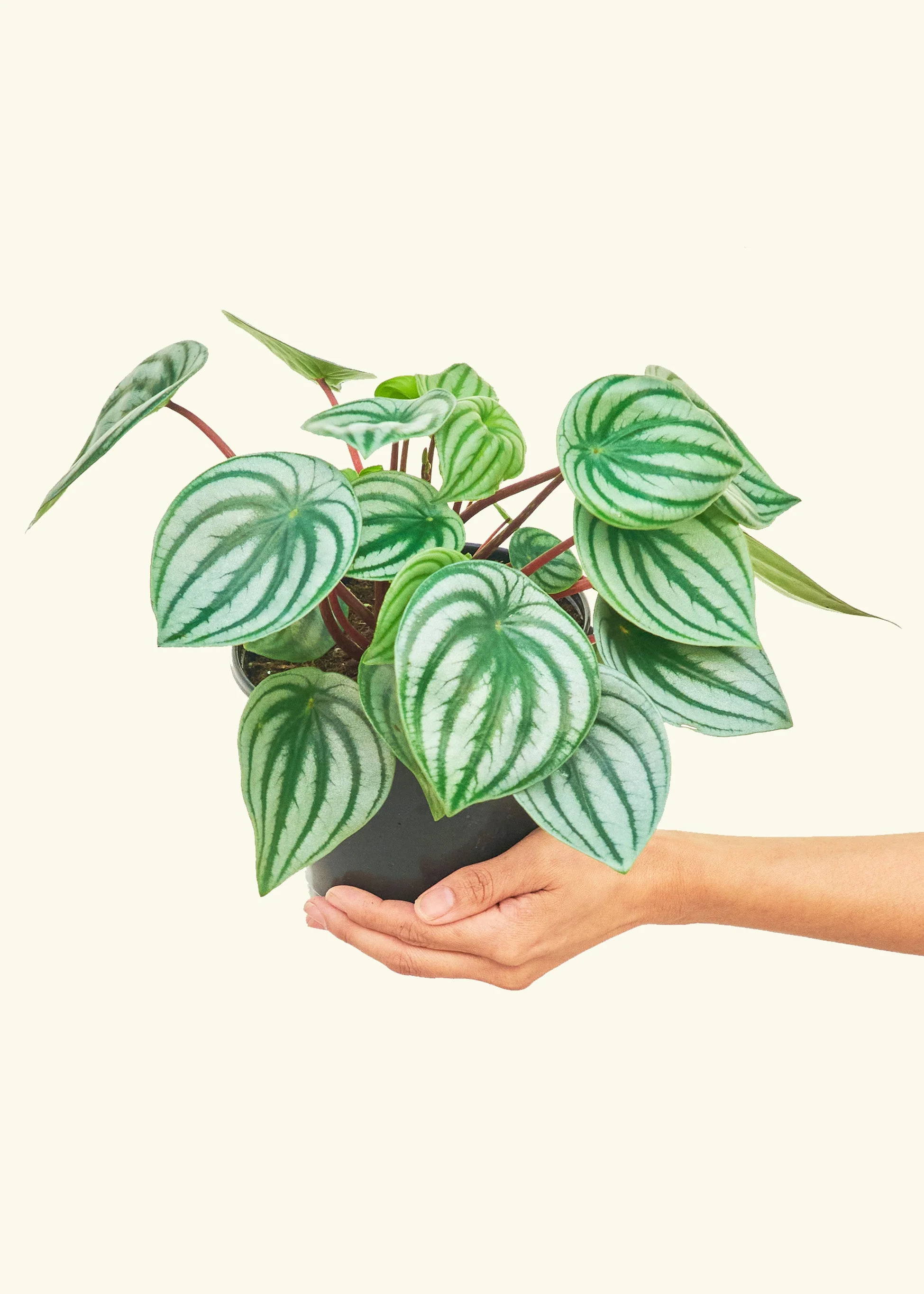 Watermelon Peperomia - Image 9