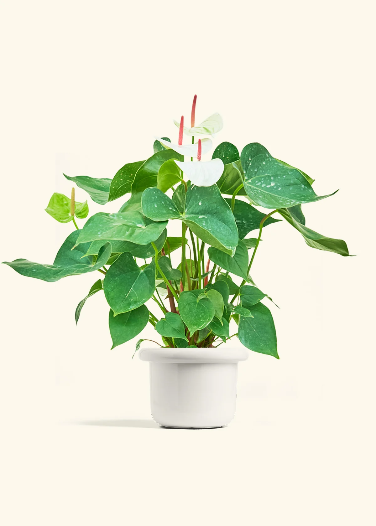 Anthurium 'White Flamingo' - Image 10