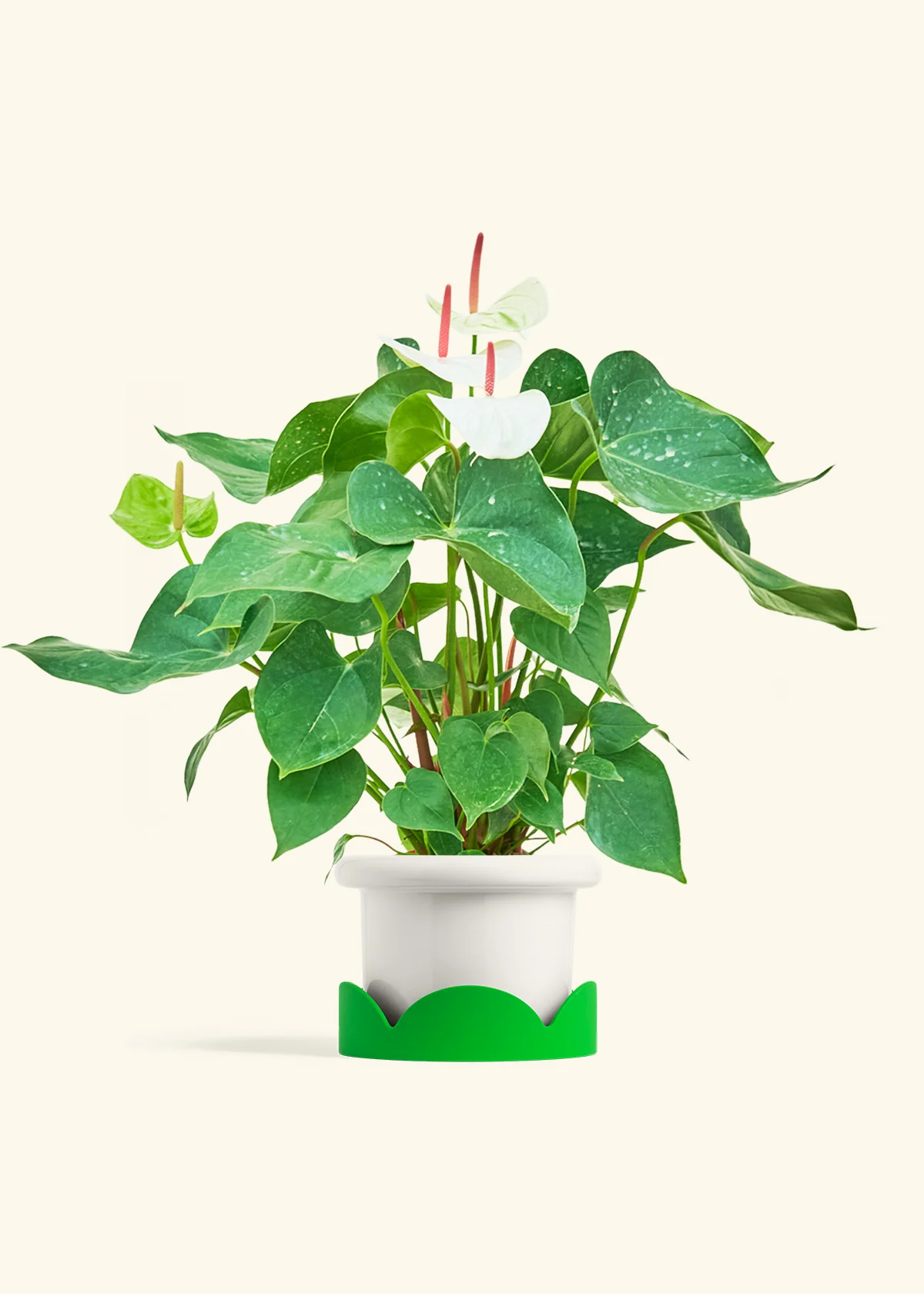 Anthurium 'White Flamingo' - Image 11