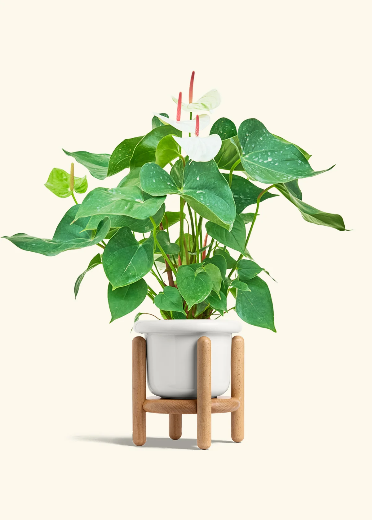 Anthurium 'White Flamingo' - Image 13