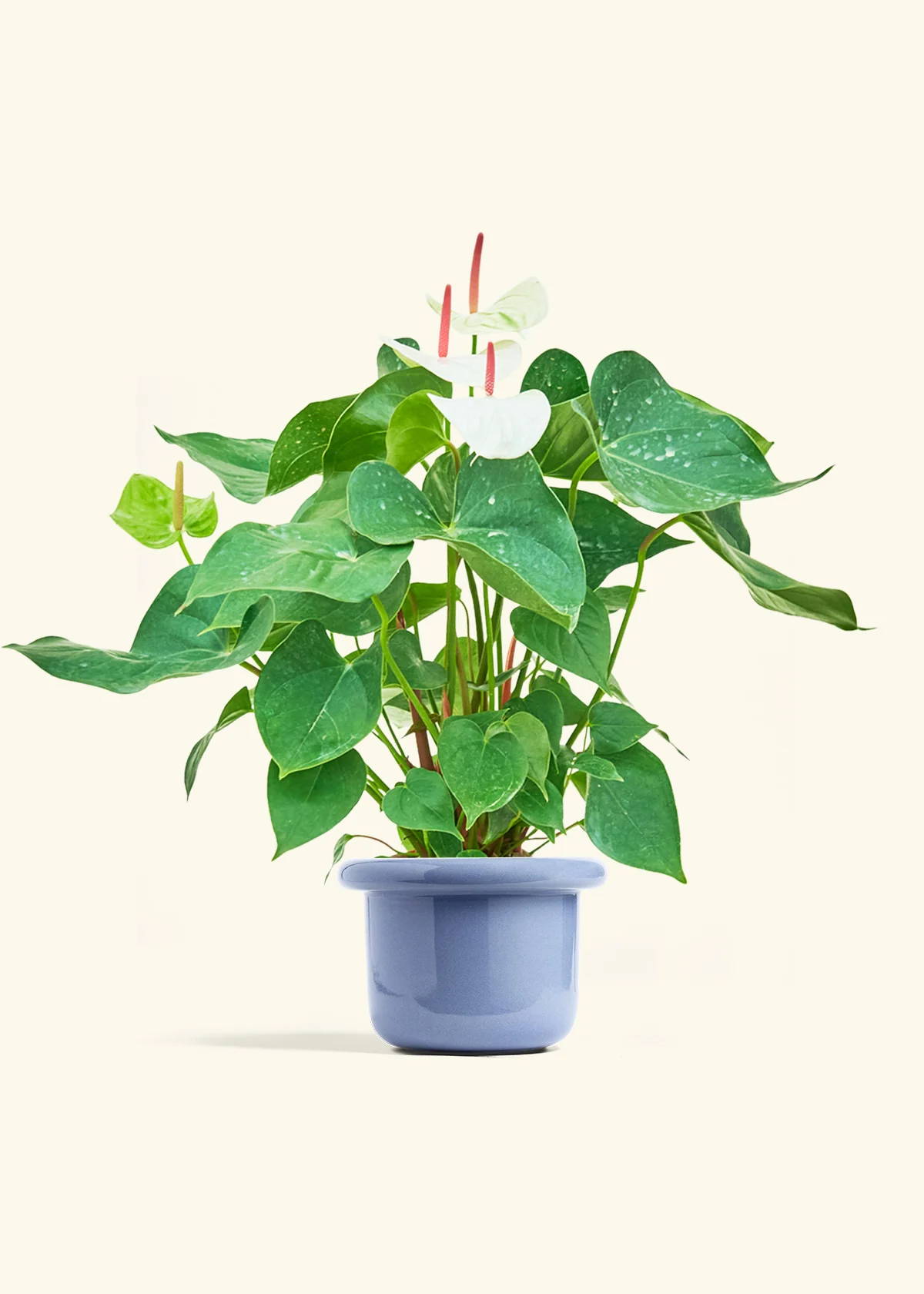 Anthurium 'White Flamingo' - Image 14