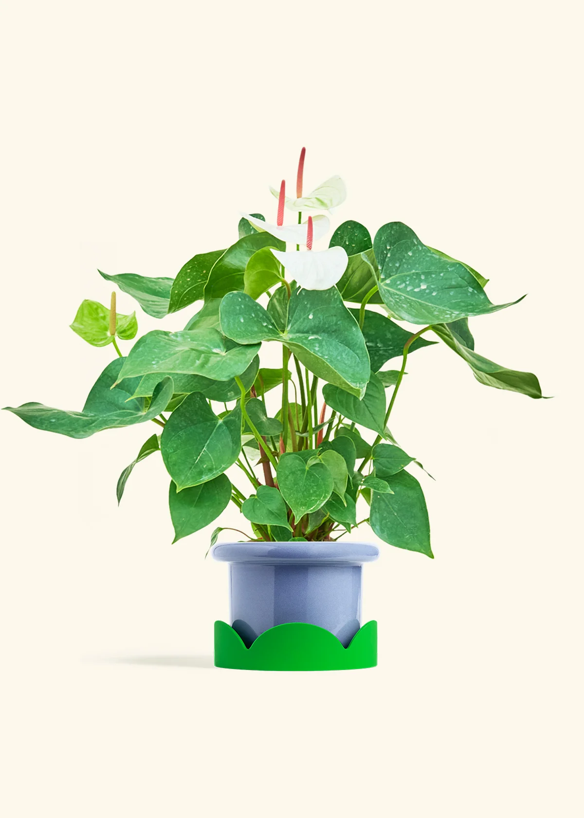 Anthurium 'White Flamingo' - Image 15