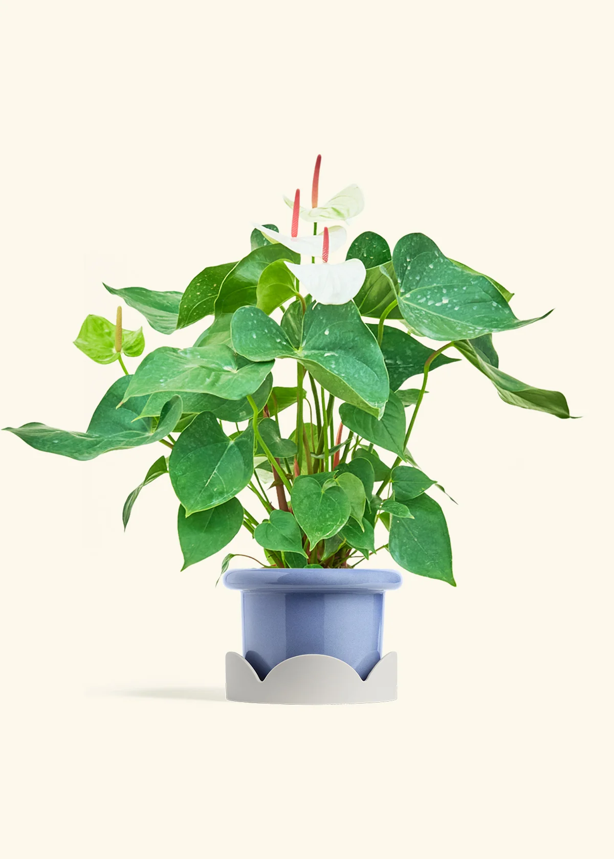 Anthurium 'White Flamingo' - Image 16